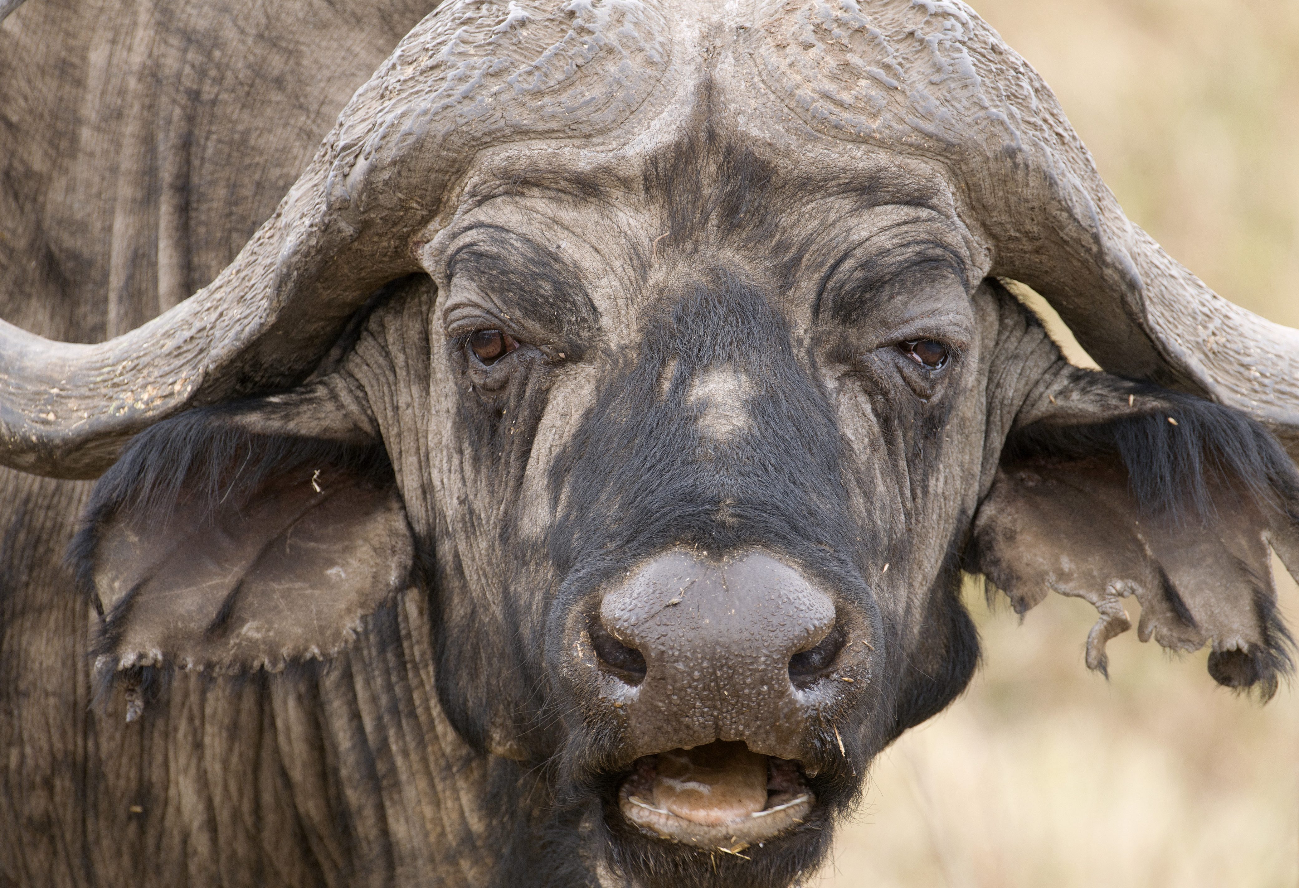 Cape Buffalo in het Lake Manyara National Park in Tanzania