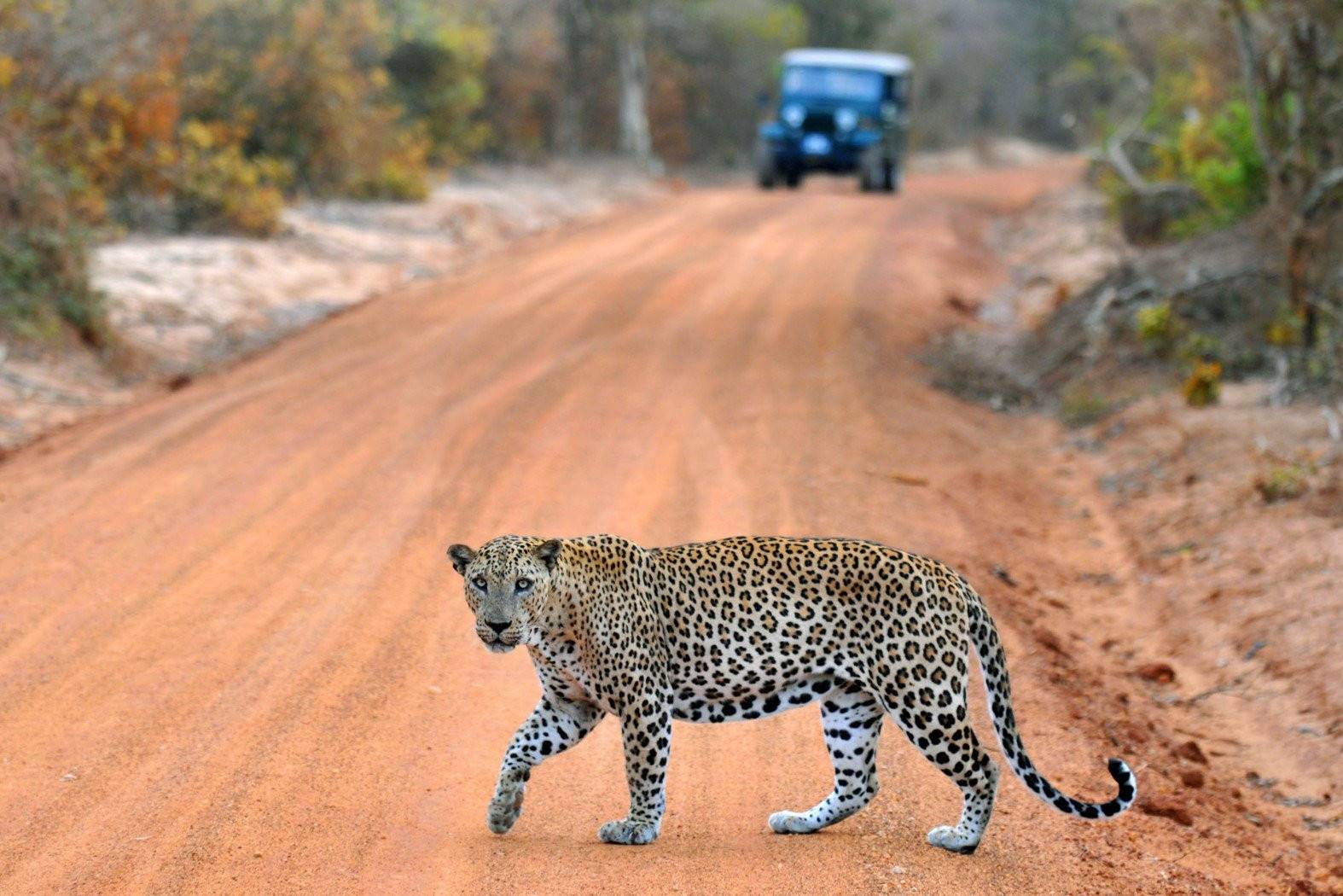 Luipaard in Sri Lanka