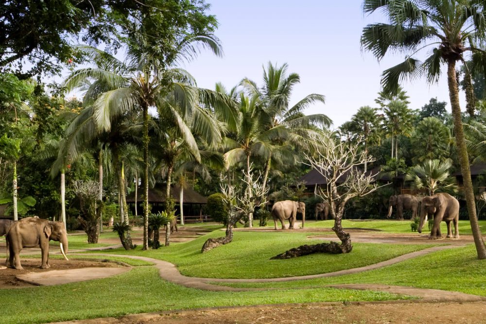 elephant safari park lodge bali photos