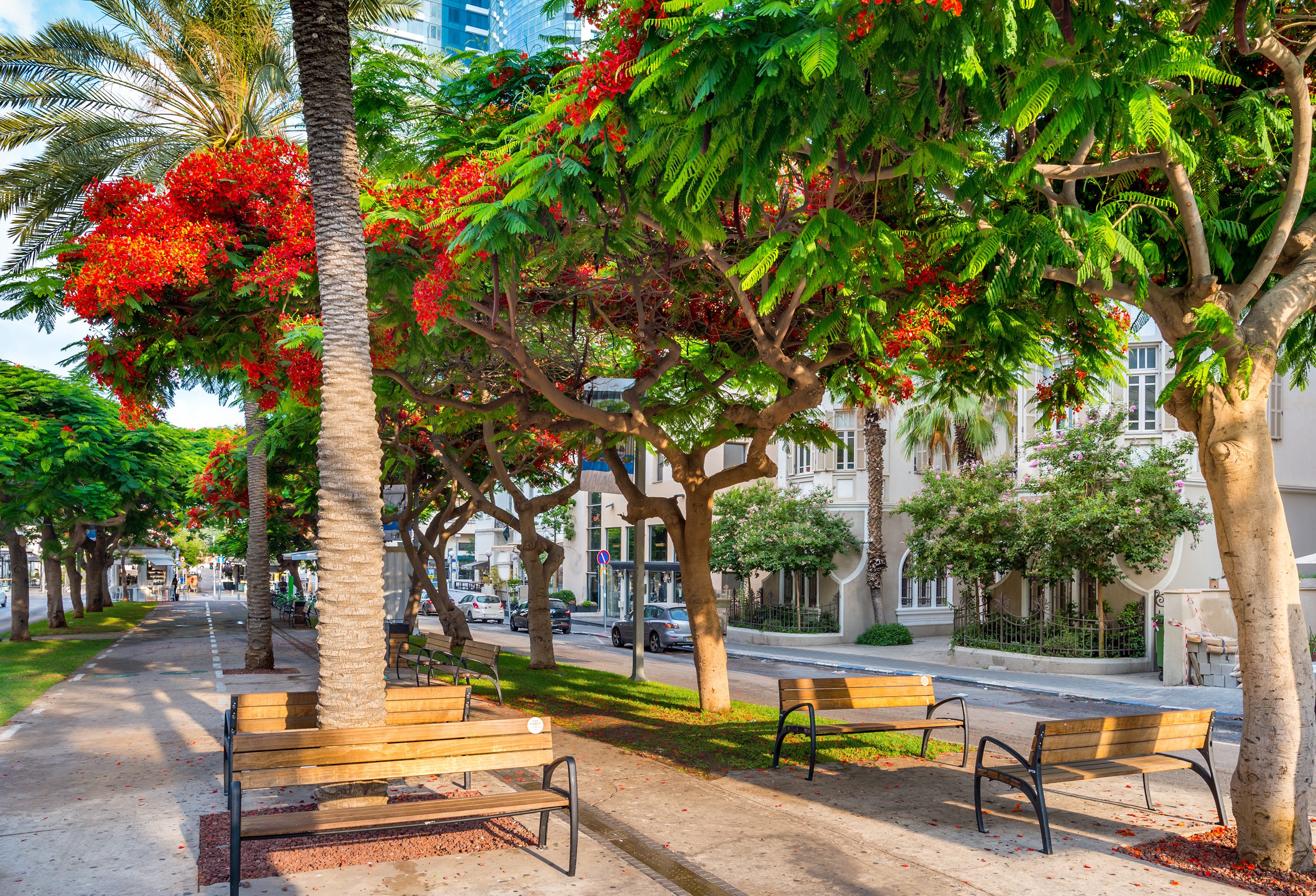 Rothschild boulevard in Tel Aviv