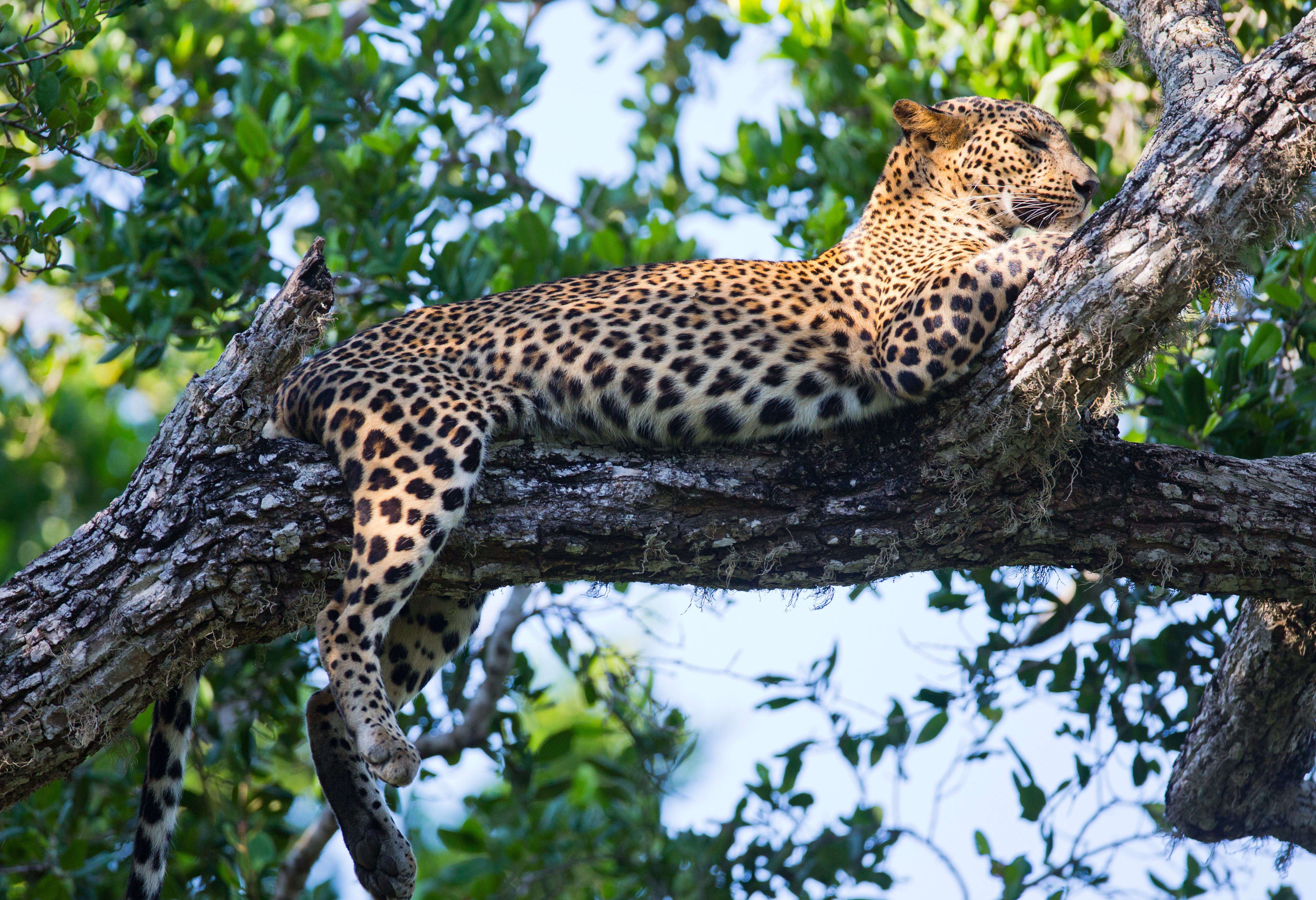 Luipaard in de boom in Yala National Park