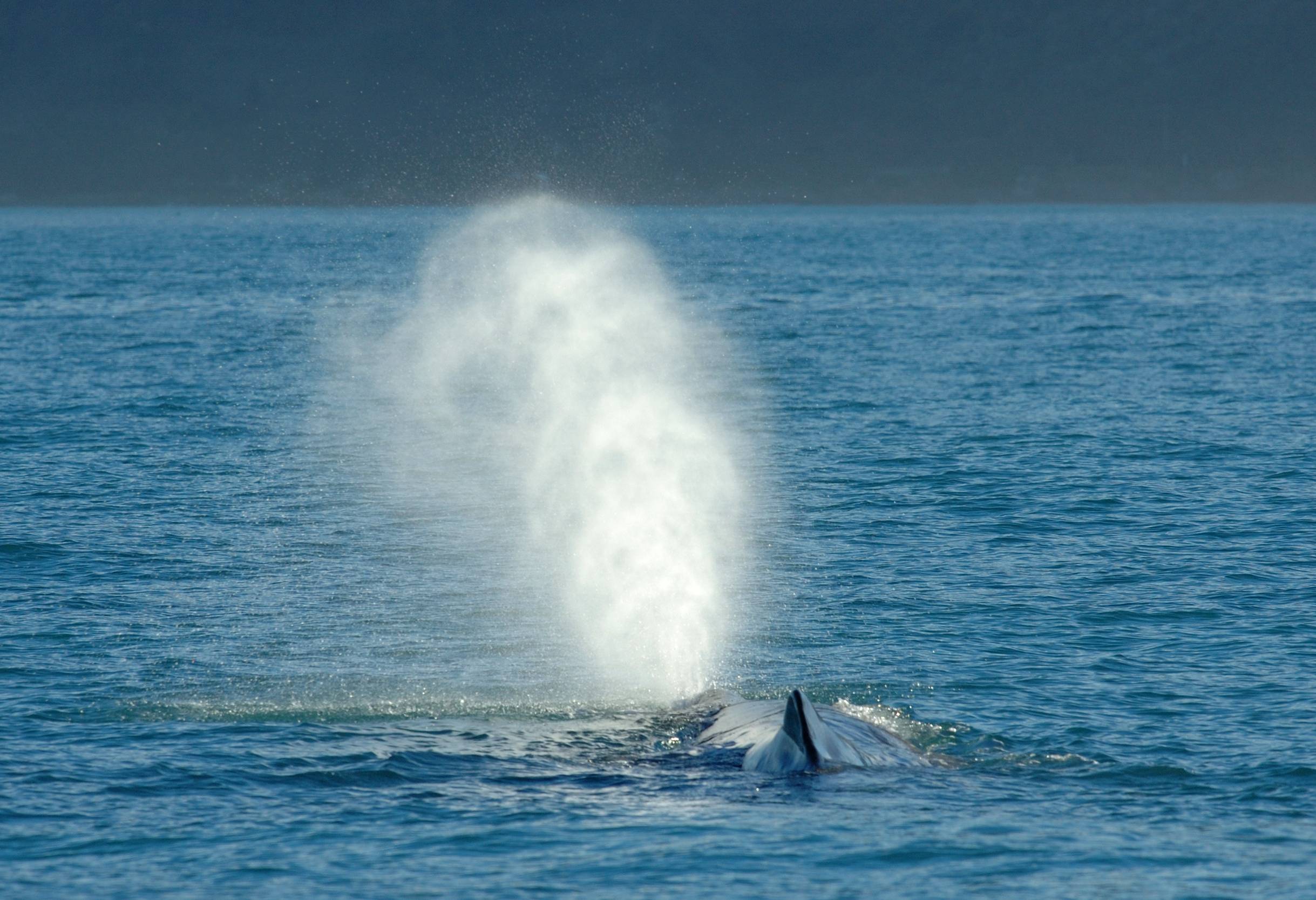 Walvissen spotten in Kaikoura in Nieuw-Zeeland