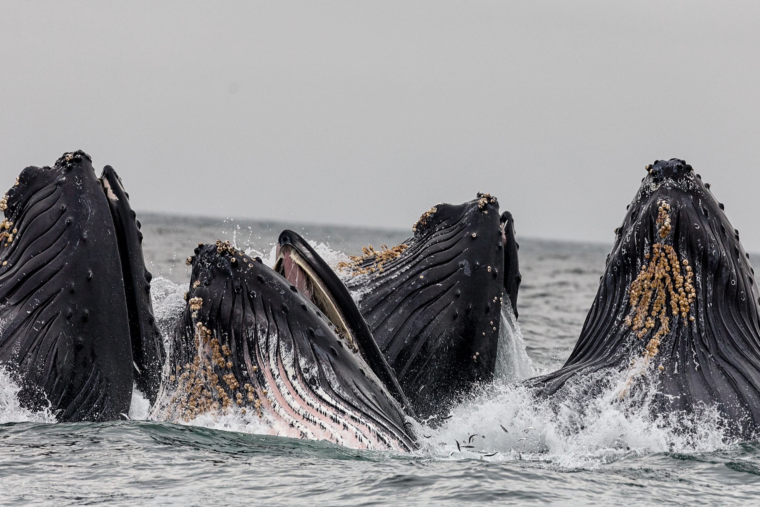 Walvis bij Monterey, Californië Amerika