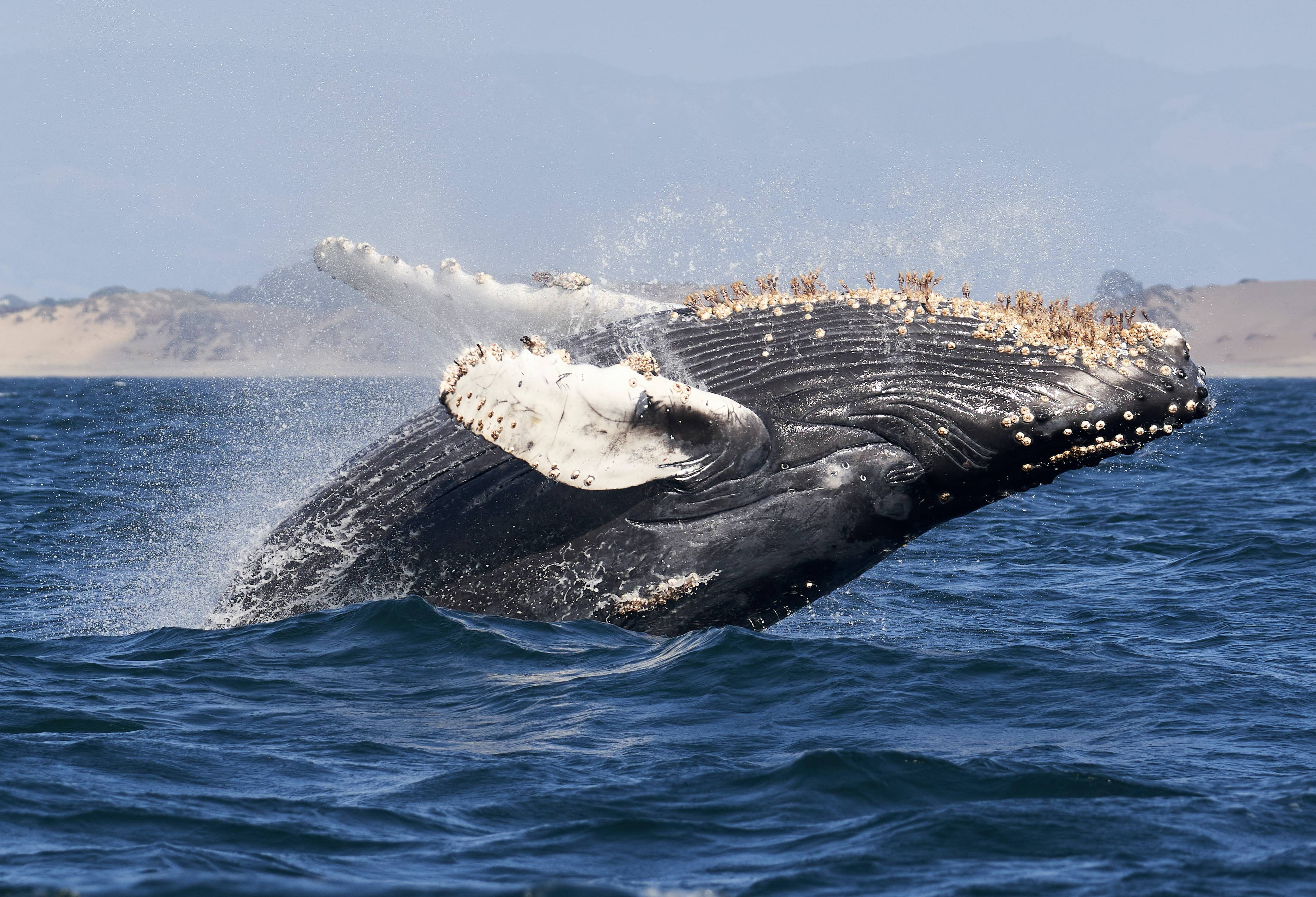 Walvis bij Monterey, Californië Amerika