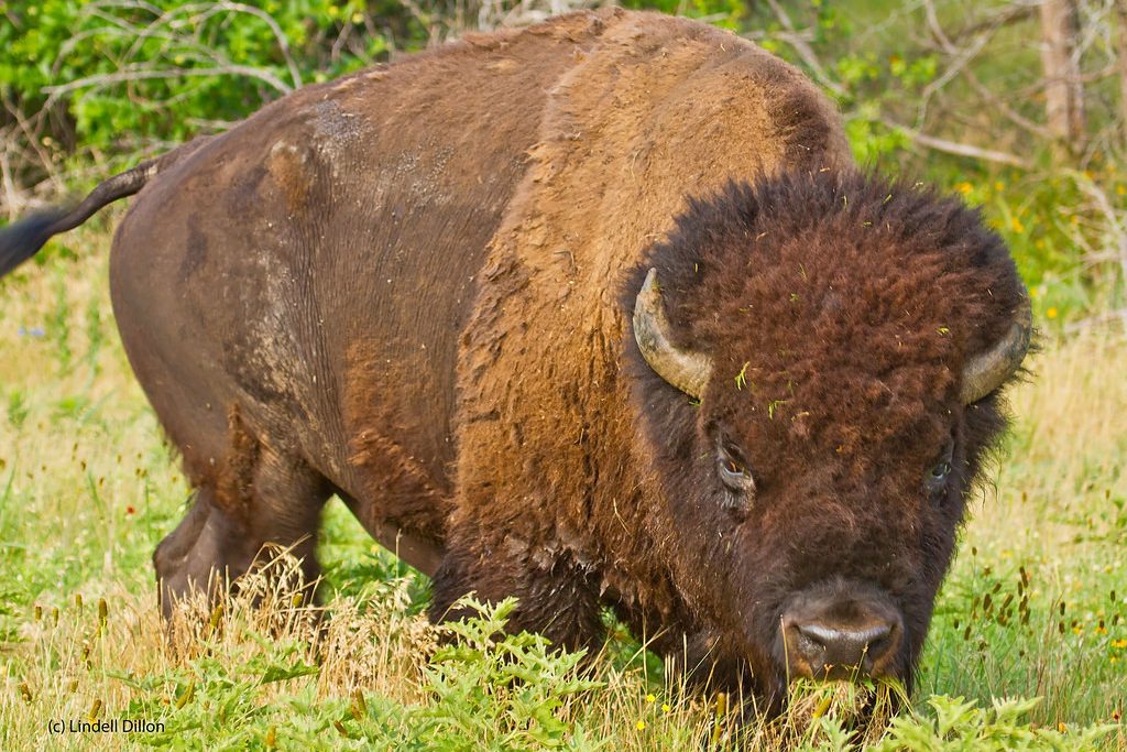 Bizon in Grand Teton in Amerika