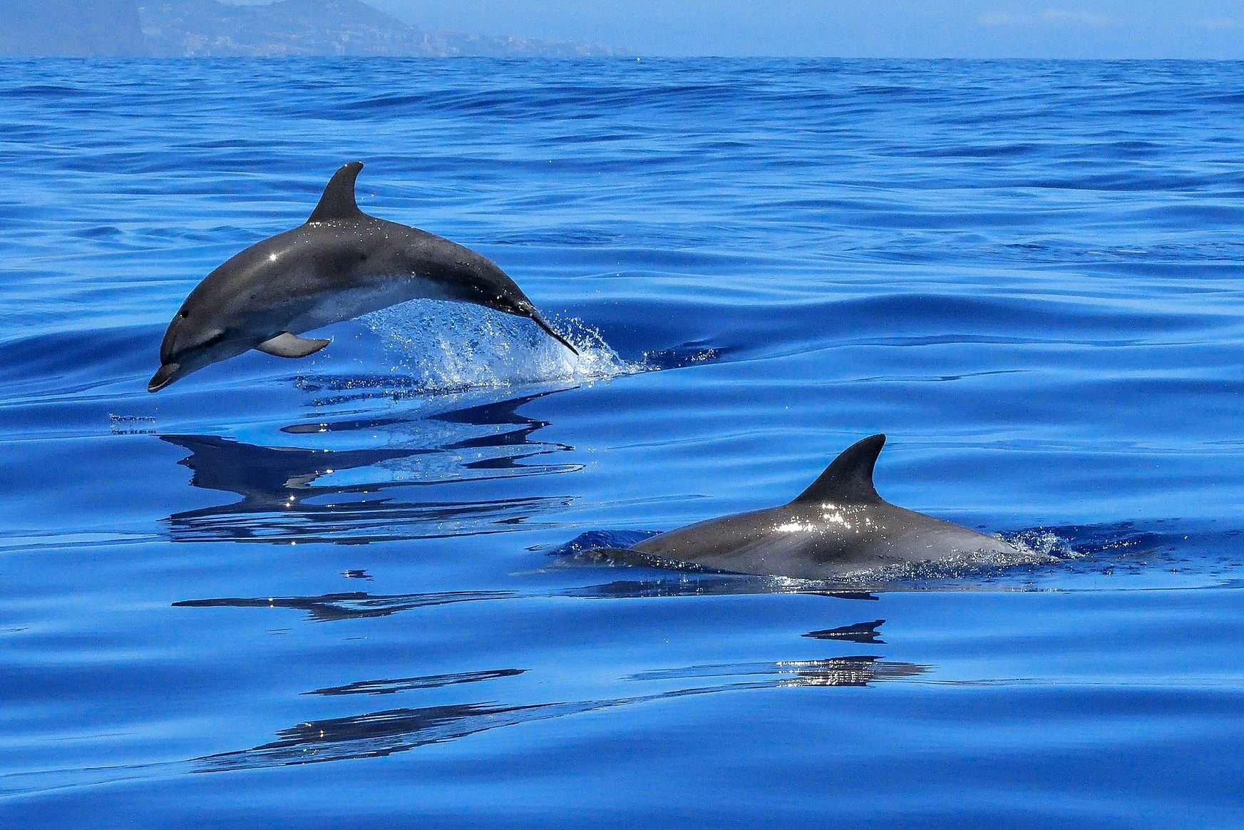 Captiva Island Florida, dolfijnen cruise