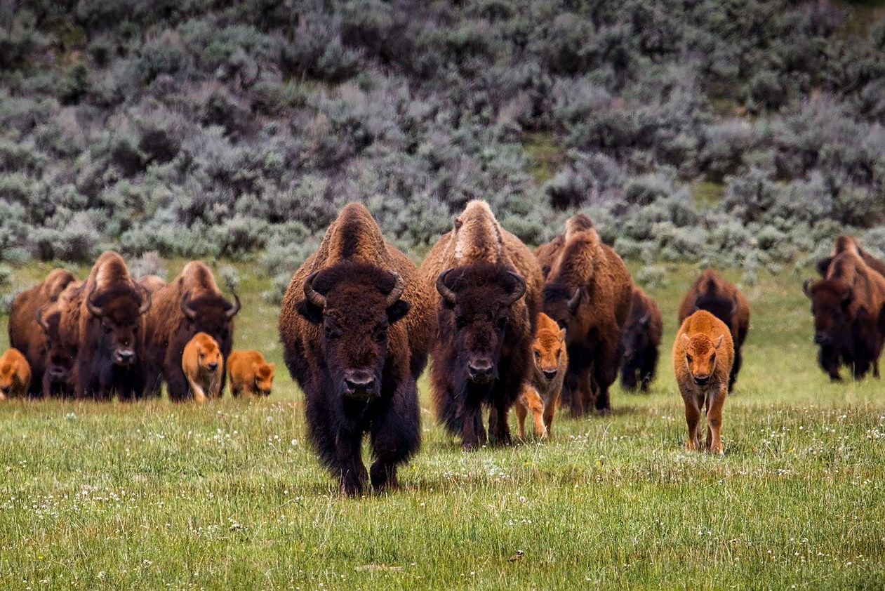 Bizons bij Grand Teton National Park, Amerika