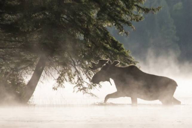 canada-algonquin-provincial-park-eland-in-de-mist