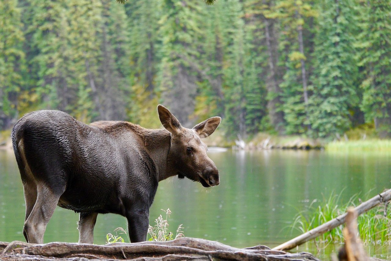 canada-algonquin-eland-natuur-moeras-in-het-park