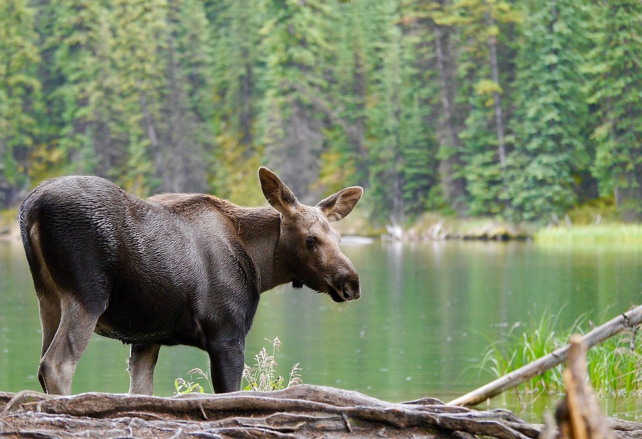 canada-algonquin-eland-natuur-moeras-in-het-park