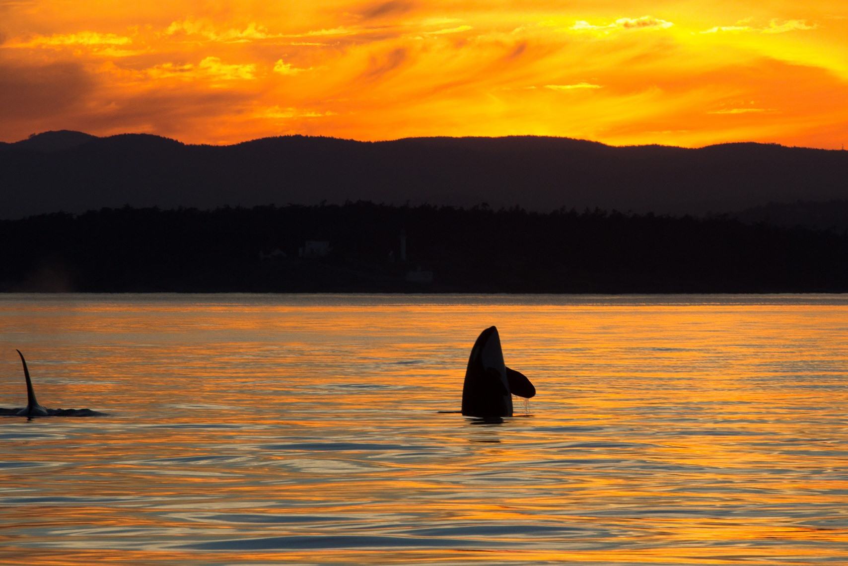 canada-vancouver-island-victoria-orca-spirit-adventures-excursie-orka-zonsondergang