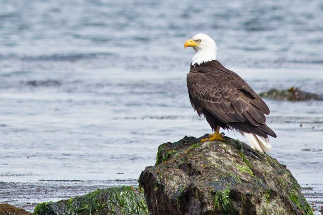 canada-vancouver-island-victoria-orca-spirit-adventures-excursie-zodiac-overdekte-boot-zeearend