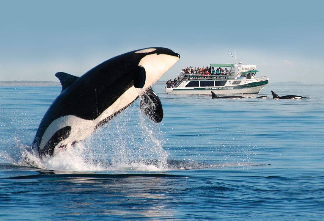 canada-vancouver-island-victoria-orca-spirit-adventures-excursie-zodiac-overdekte-boot