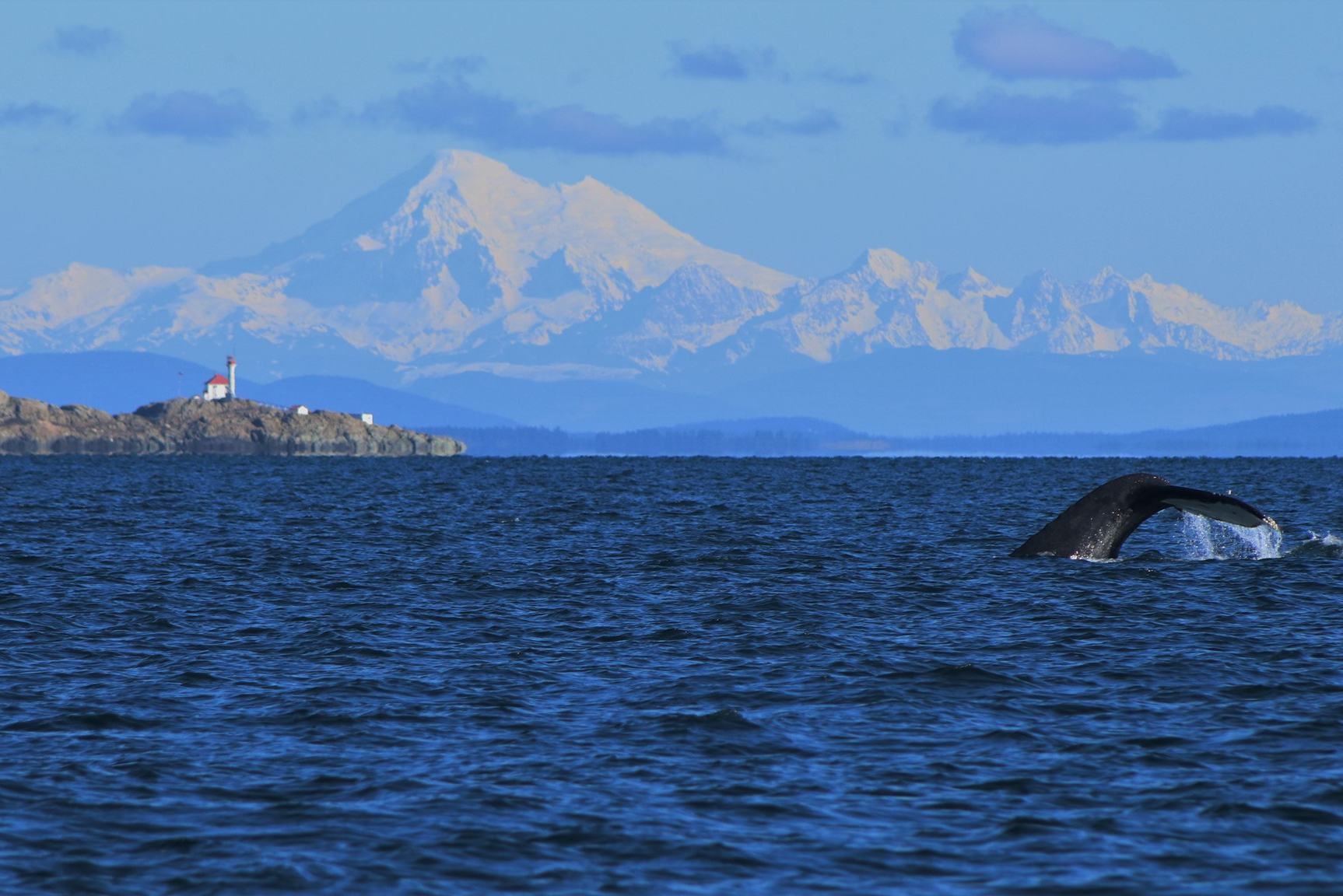 canada-vancouver-island-victoria-orca-spirit-adventures-excursie-bultrug-walvis-bergen