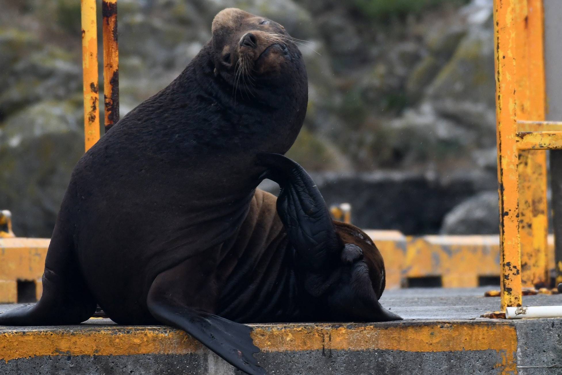 canada-vancouver-island-victoria-orca-spirit-adventures-excursie-zeeleeuw-op-kade