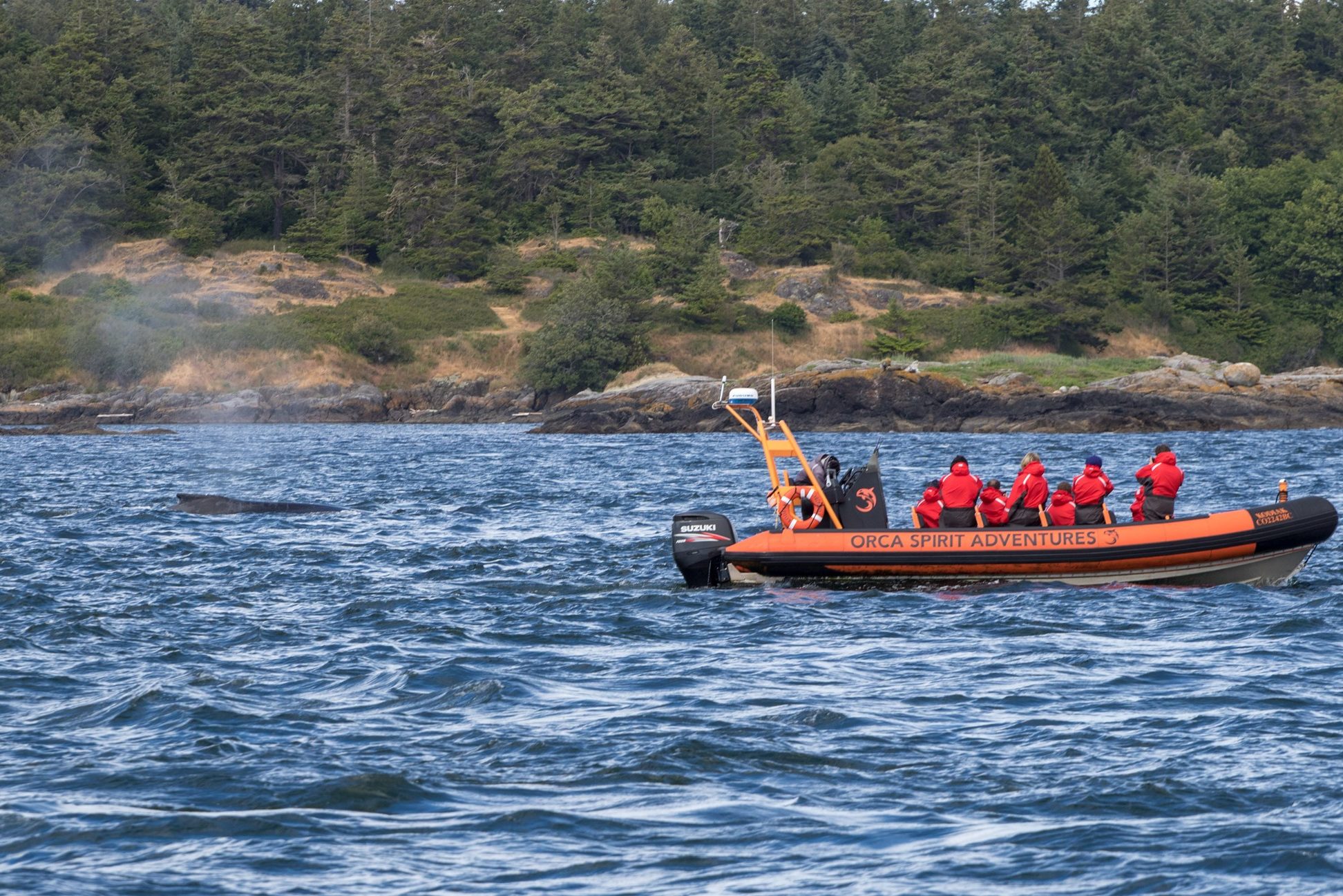 canada-vancouver-island-victoria-orca-spirit-adventures-excursie-zodiac