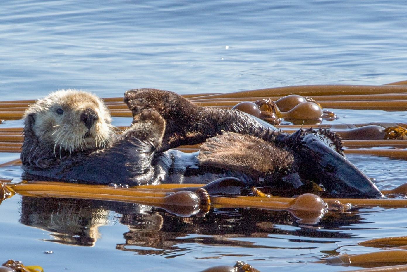 canada-vancouver-island-victoria-orca-spirit-adventures-excursie-zeeotter-in-kelp