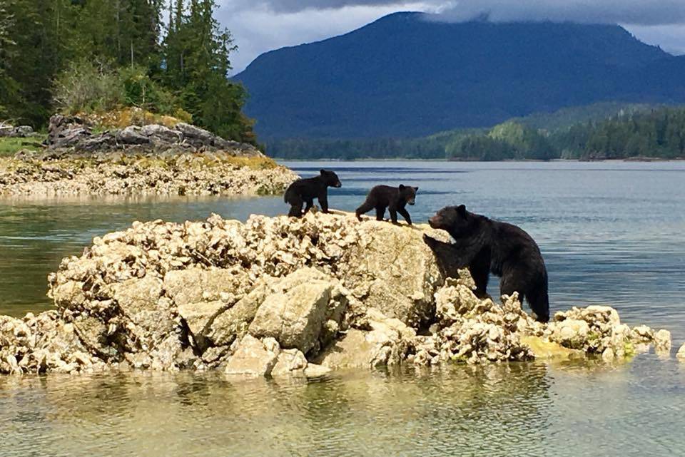 canada-vancouver-island-tofino-jamies-whaling-station-zwarte-beren-langs-de-kust