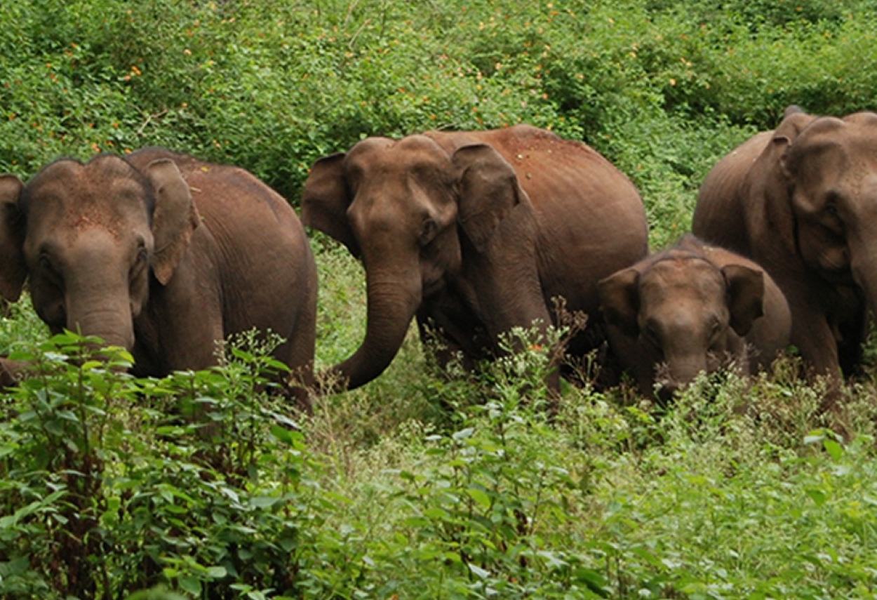 india-periyar-olifanten