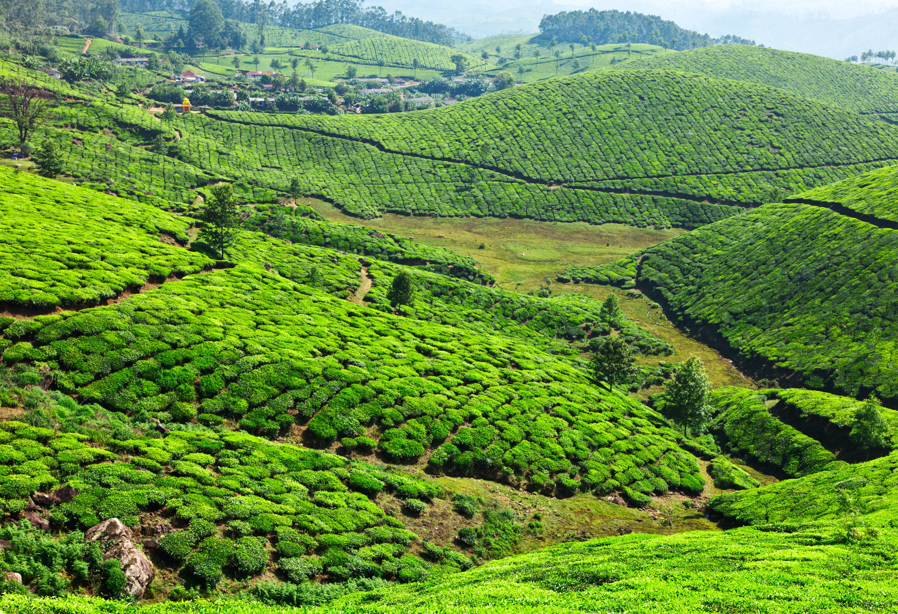 india-munnar-kerala-theeplantages