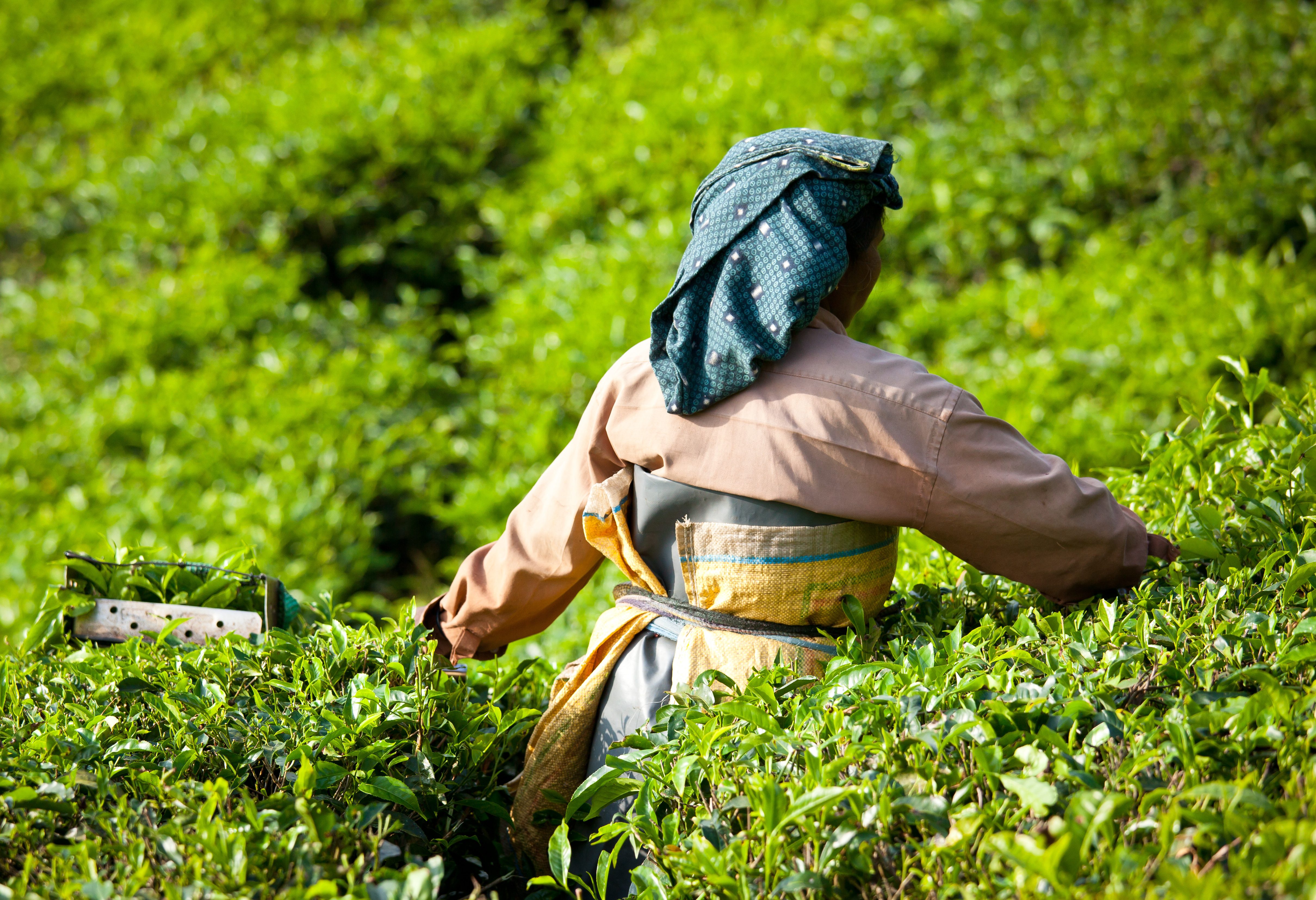 india-munnar-theepluksters