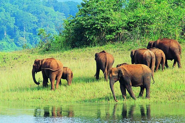 india-periyar-olifanten