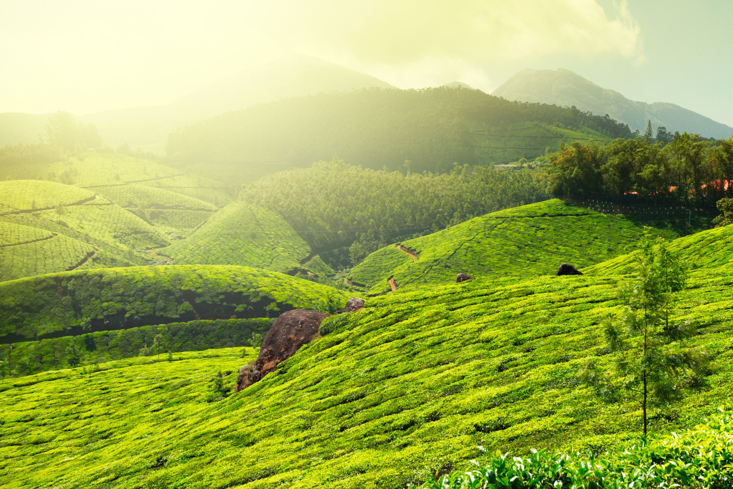 india-munnar-theeplantages