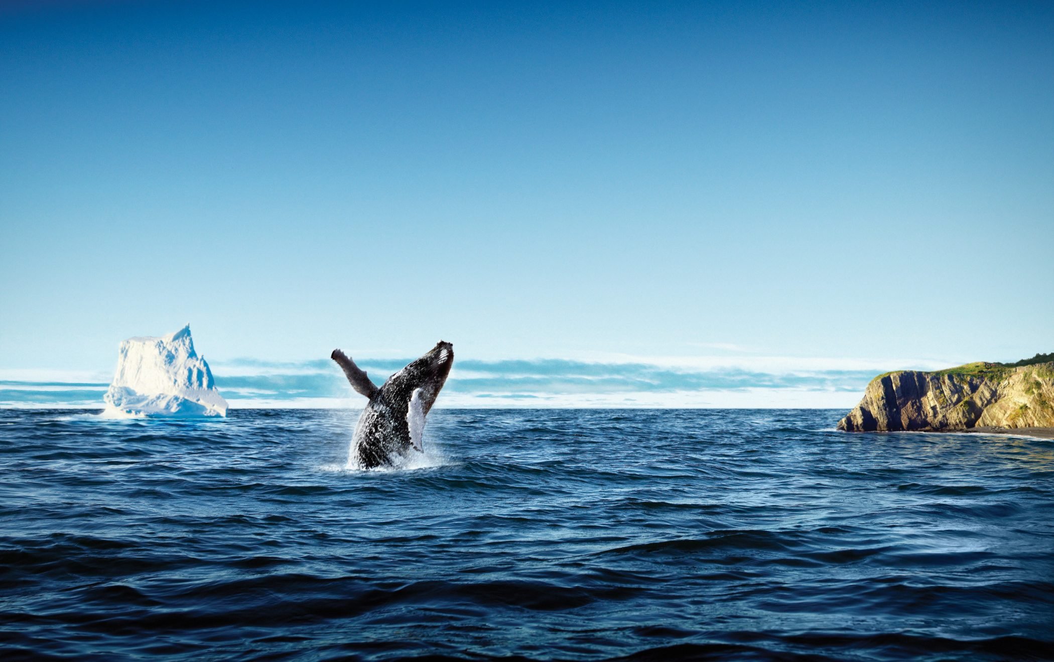 Walvissen spotten in Atlantisch Canada