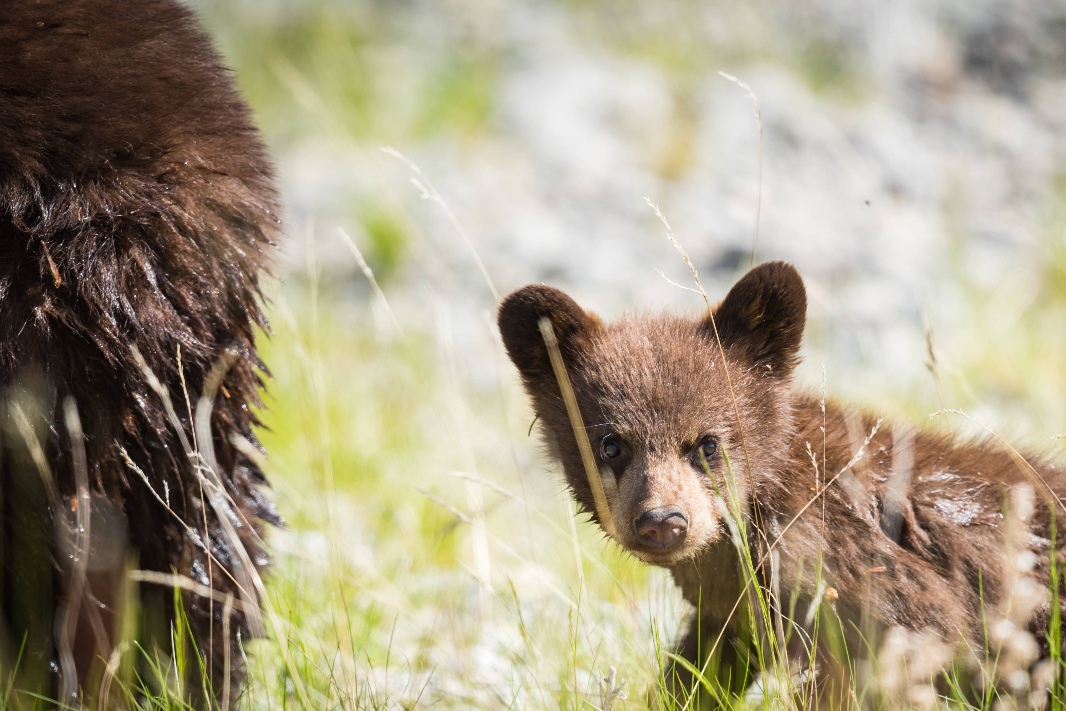 Berenjong in Jasper National Park in Canada