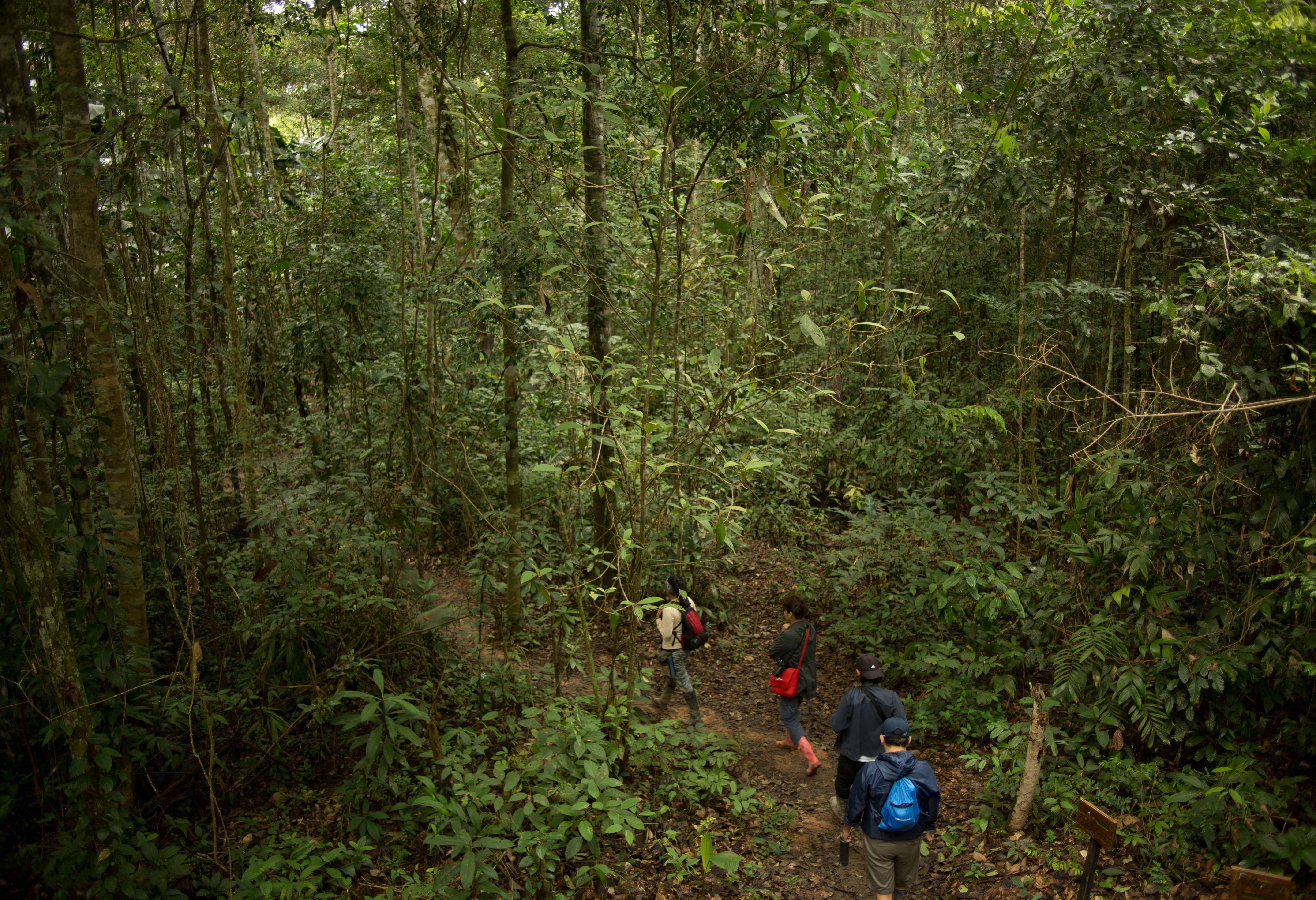 Wandelen in het Tambopata National Reserve in de Amazone in Peru