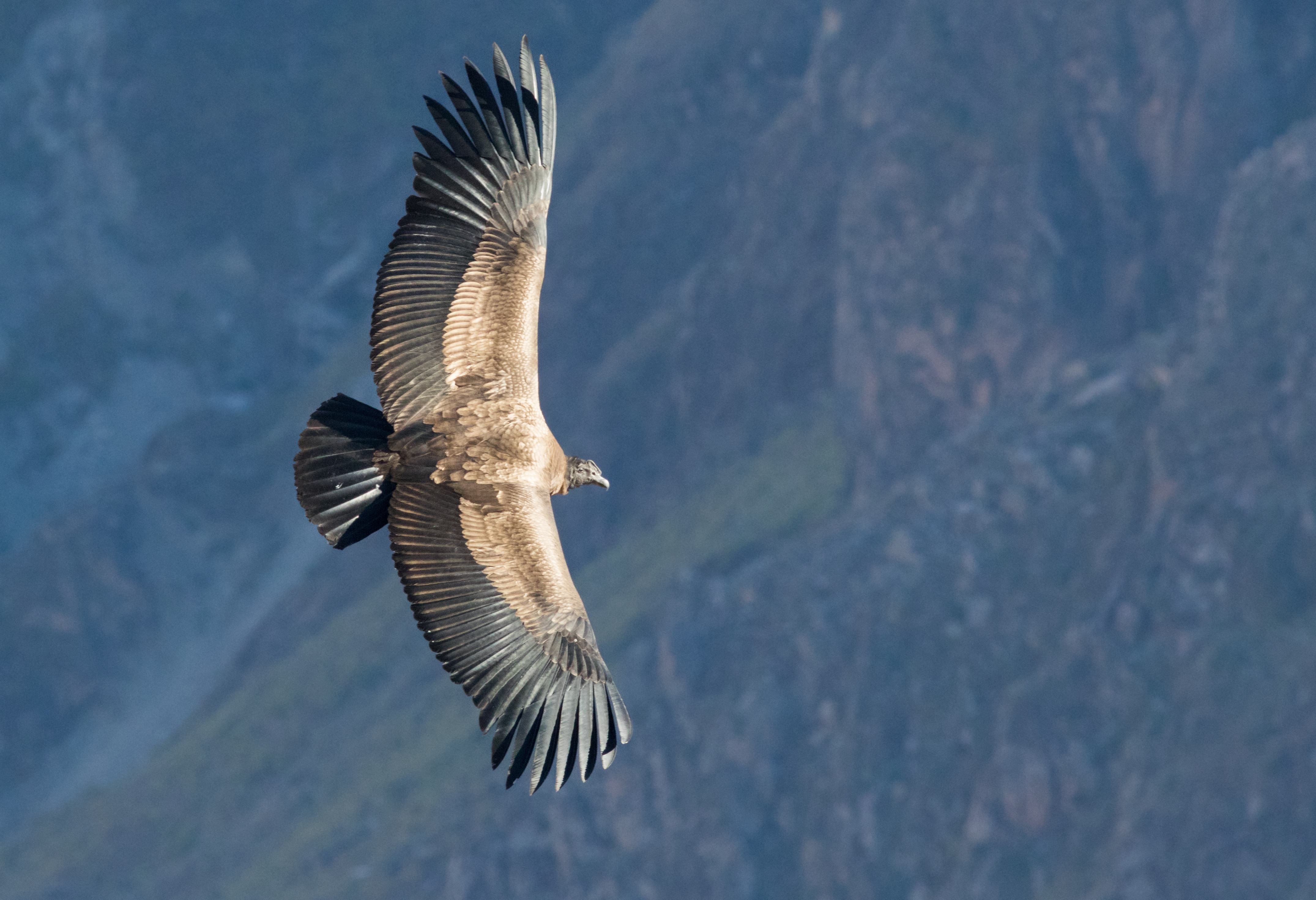Vlucht van de condor in Colca Canyon in Peru