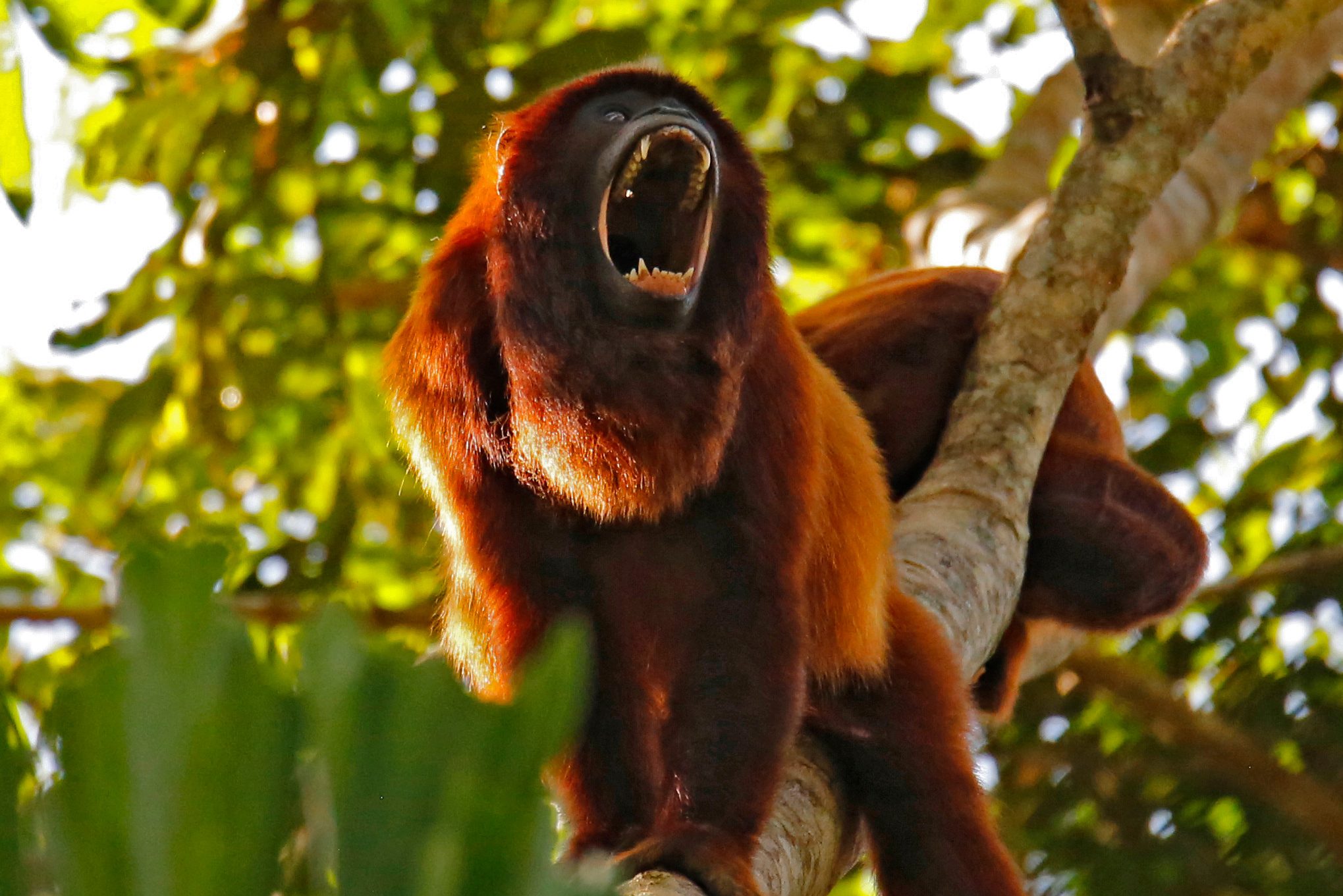 Rode brulaap in het Amazone regenwoud in Peru