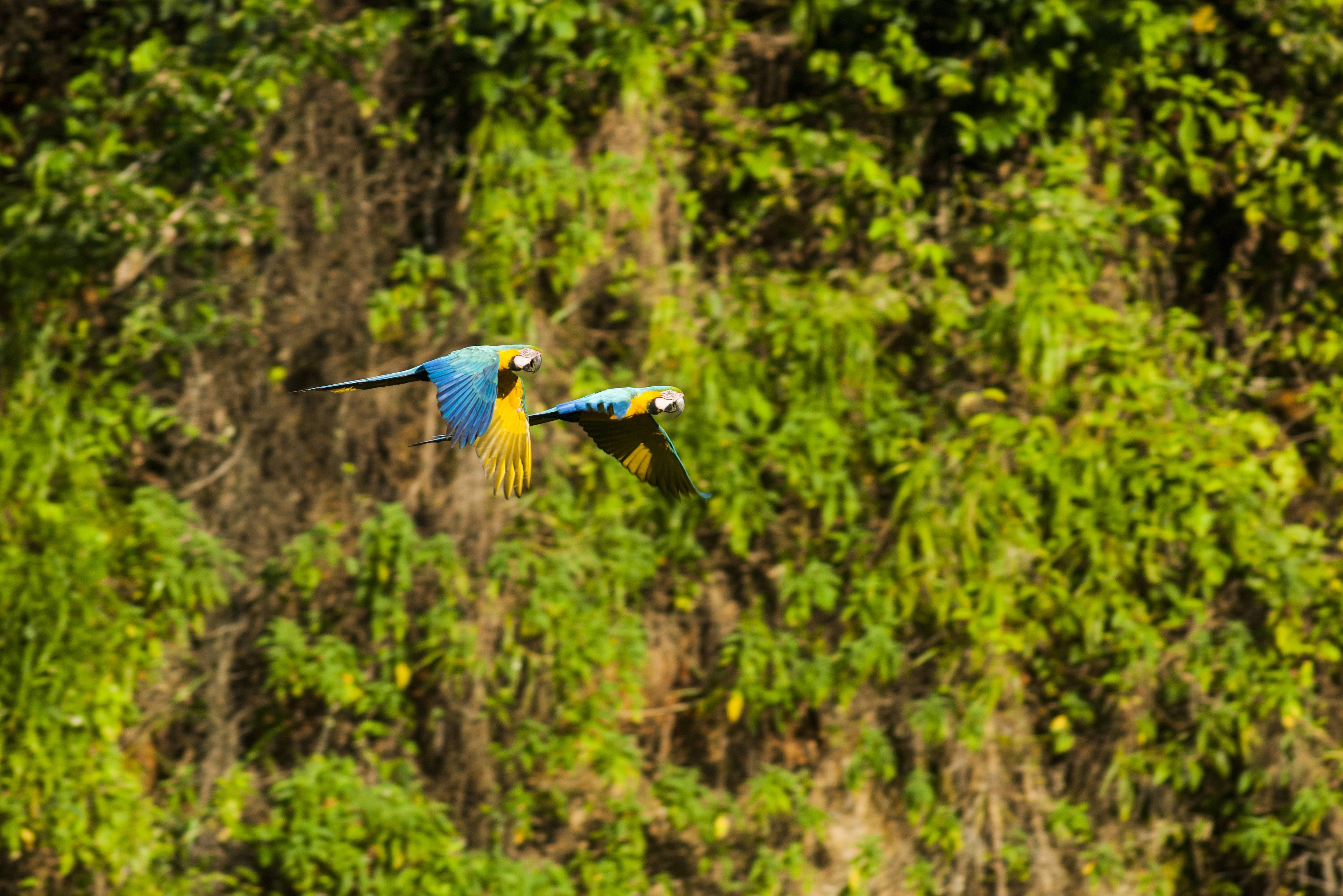 Papegaaien in het Amazone regenwoud in Peru