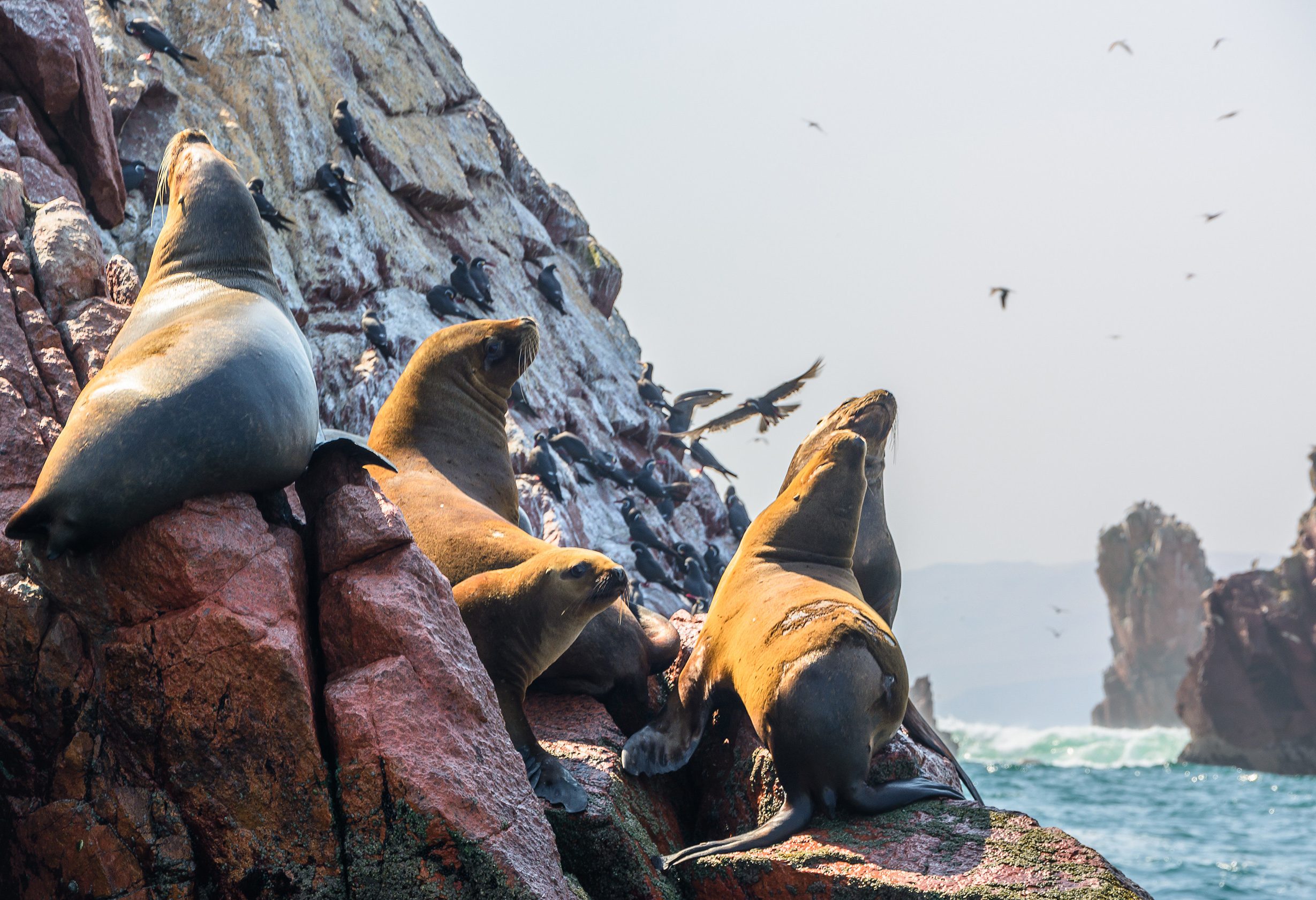 Ballestas Islands