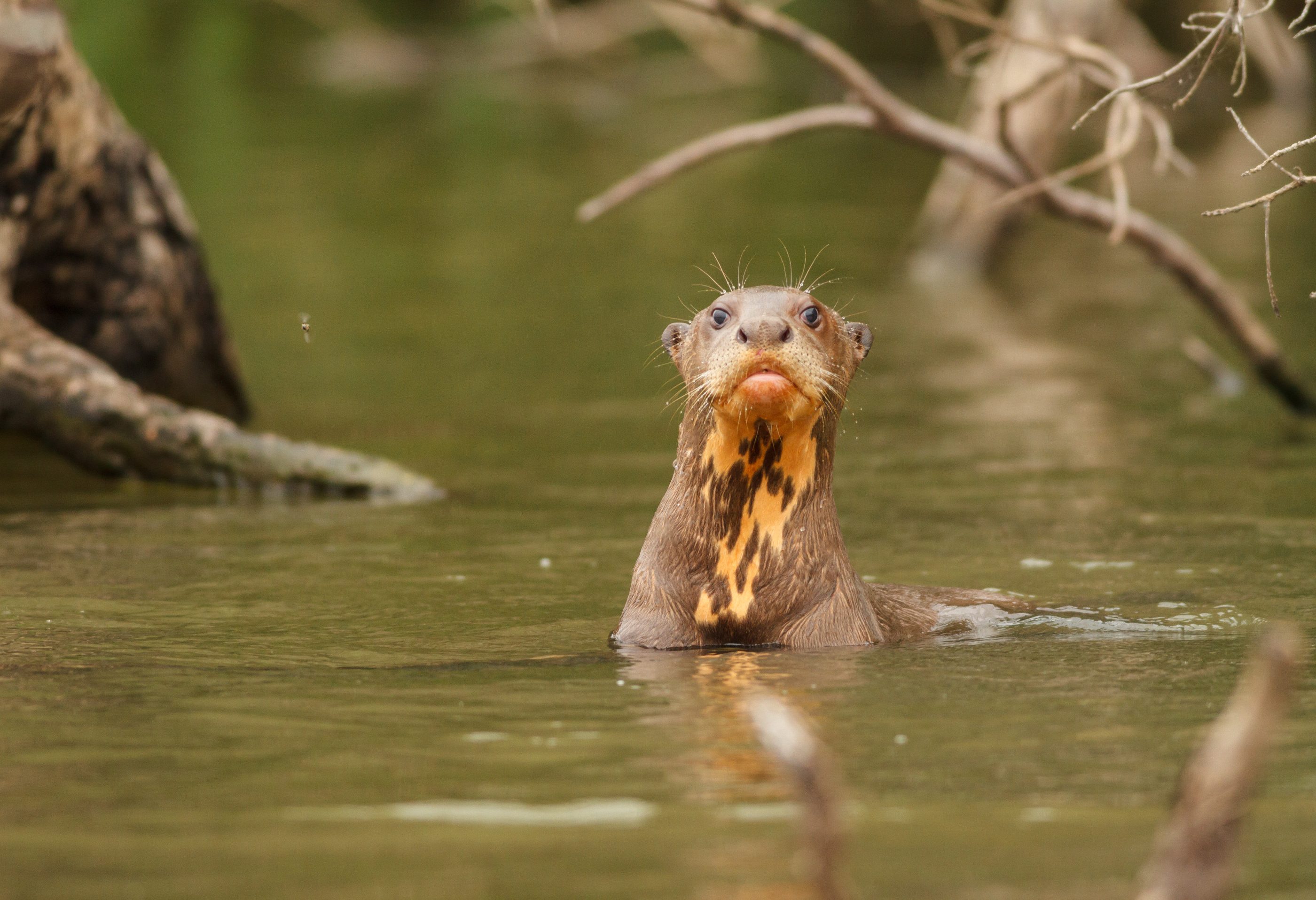 Reuzenotter in het Amazone regenwoud in Peru