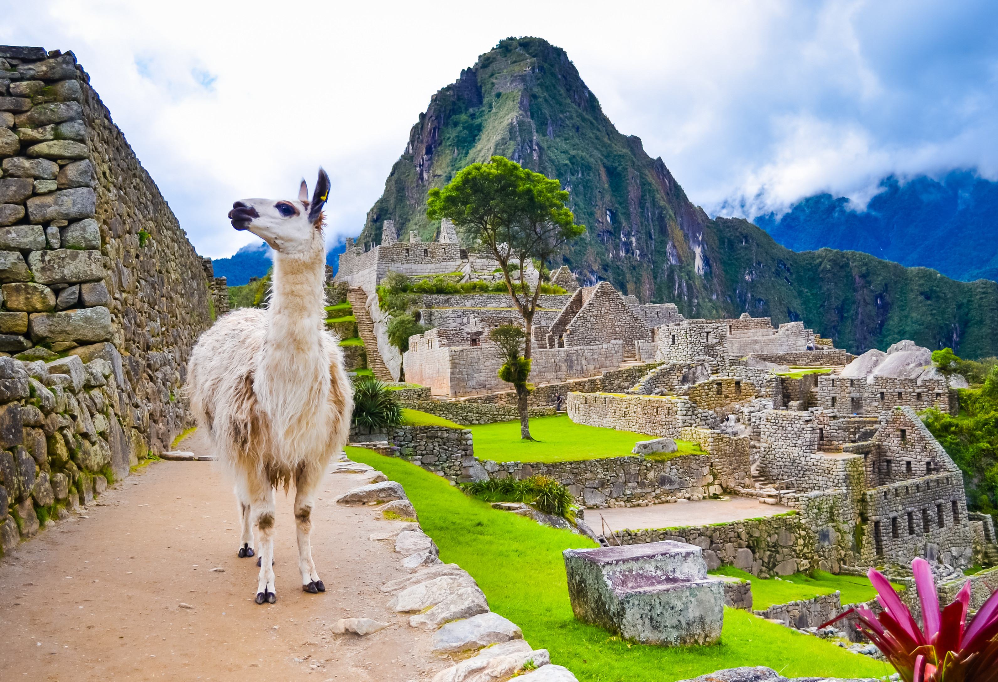 Lama in Machu Picchu in Peru