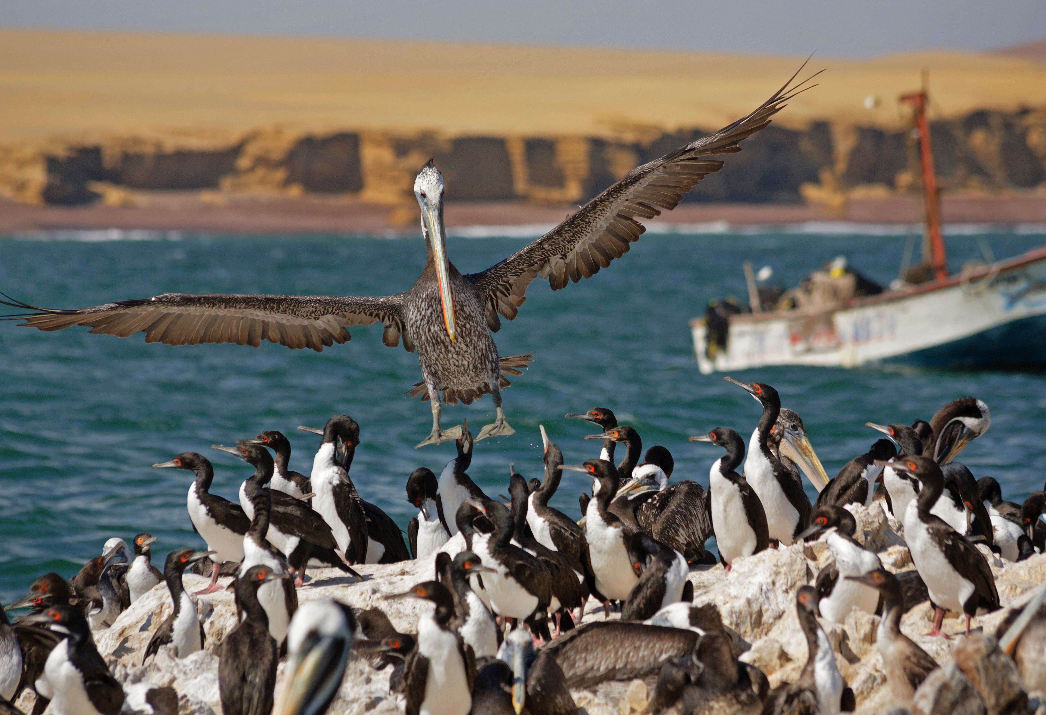 Pelikaan en vogels bij de Ballestas Islands in Peru
