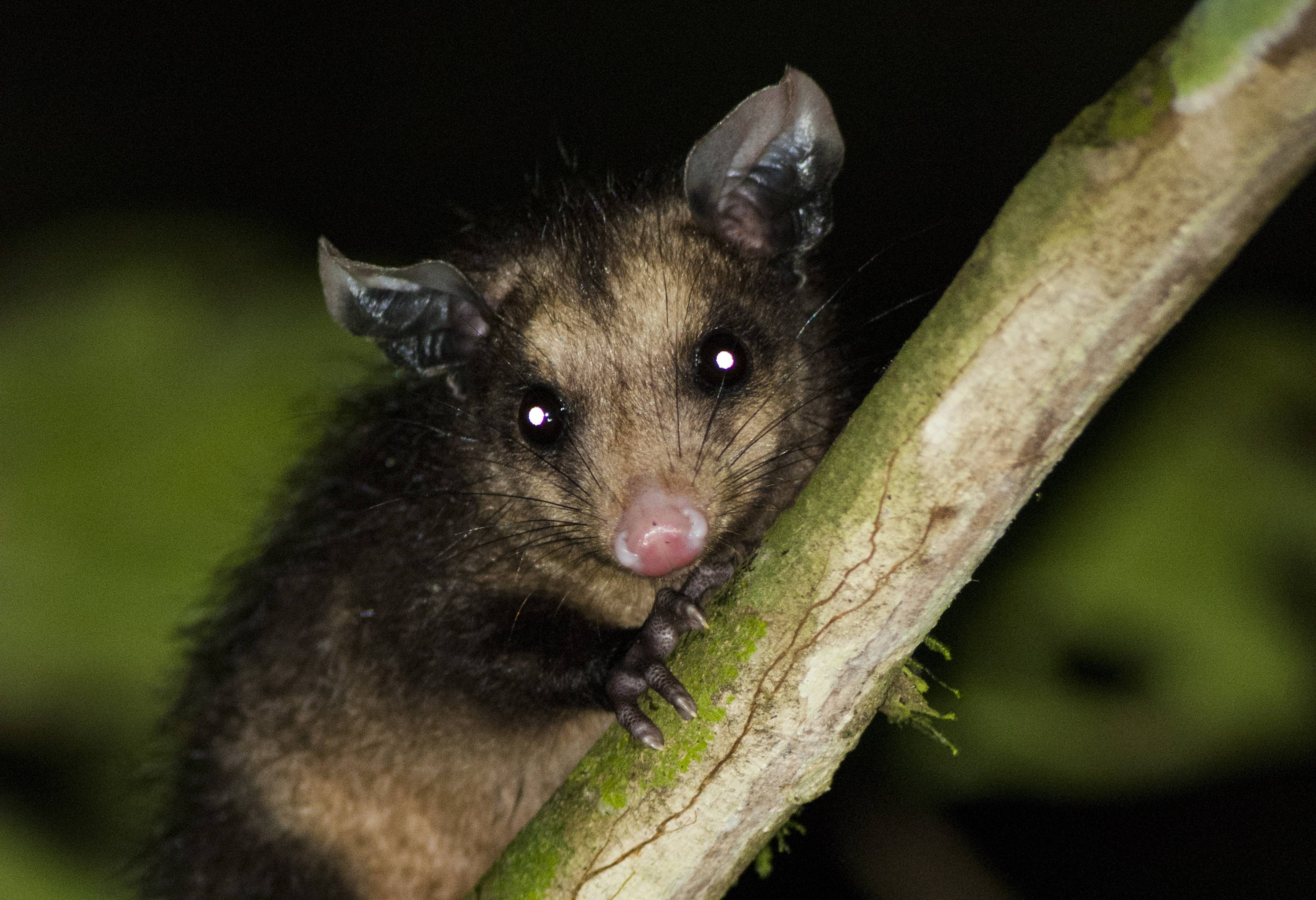 Bijzondere dieren in het donker in het Amazone regenwoud in Peru