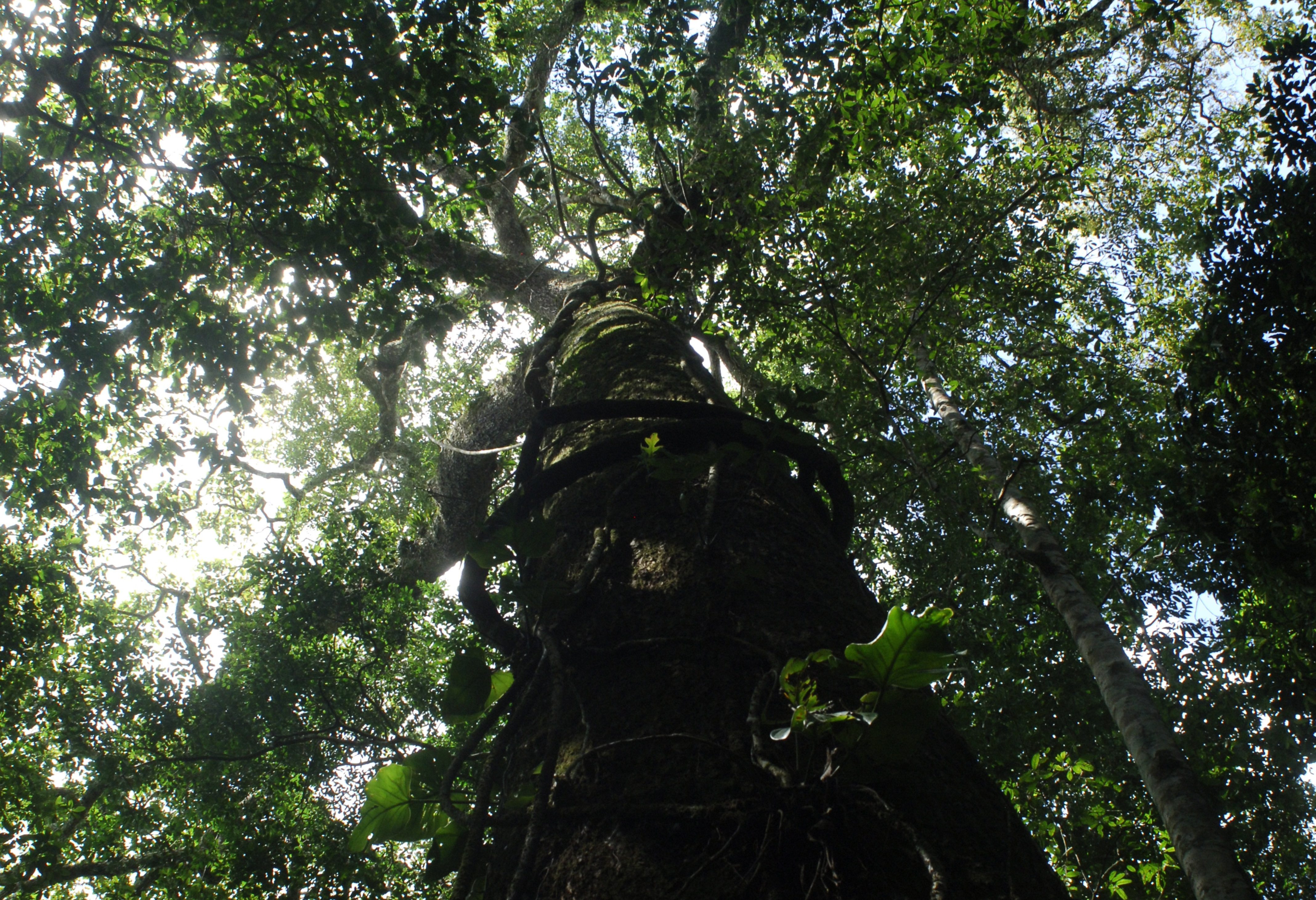 Wandelen in het regenwoud in de Amazone in Peru