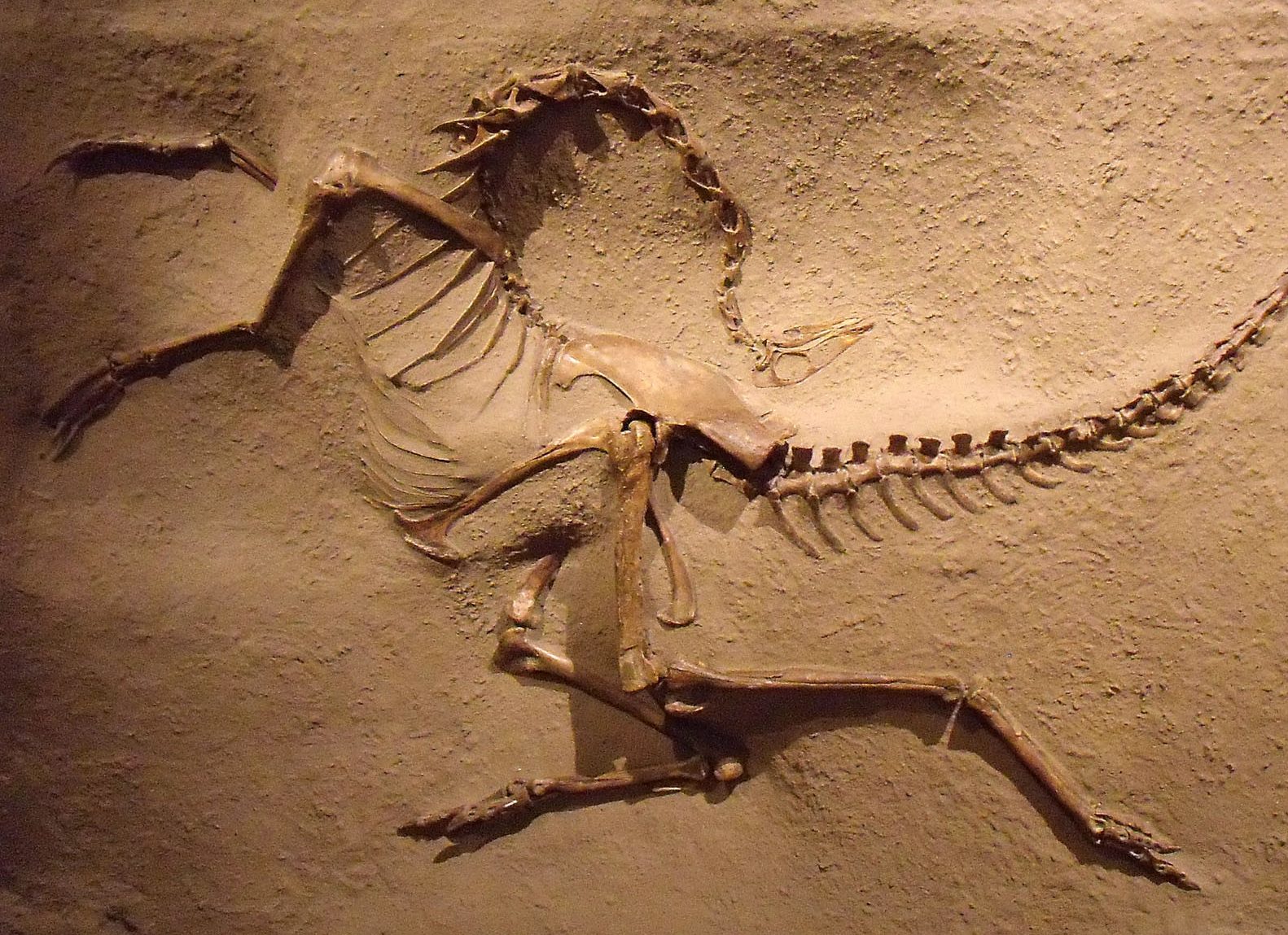 Dinosaurus fossiel bij Drumheller in Canada