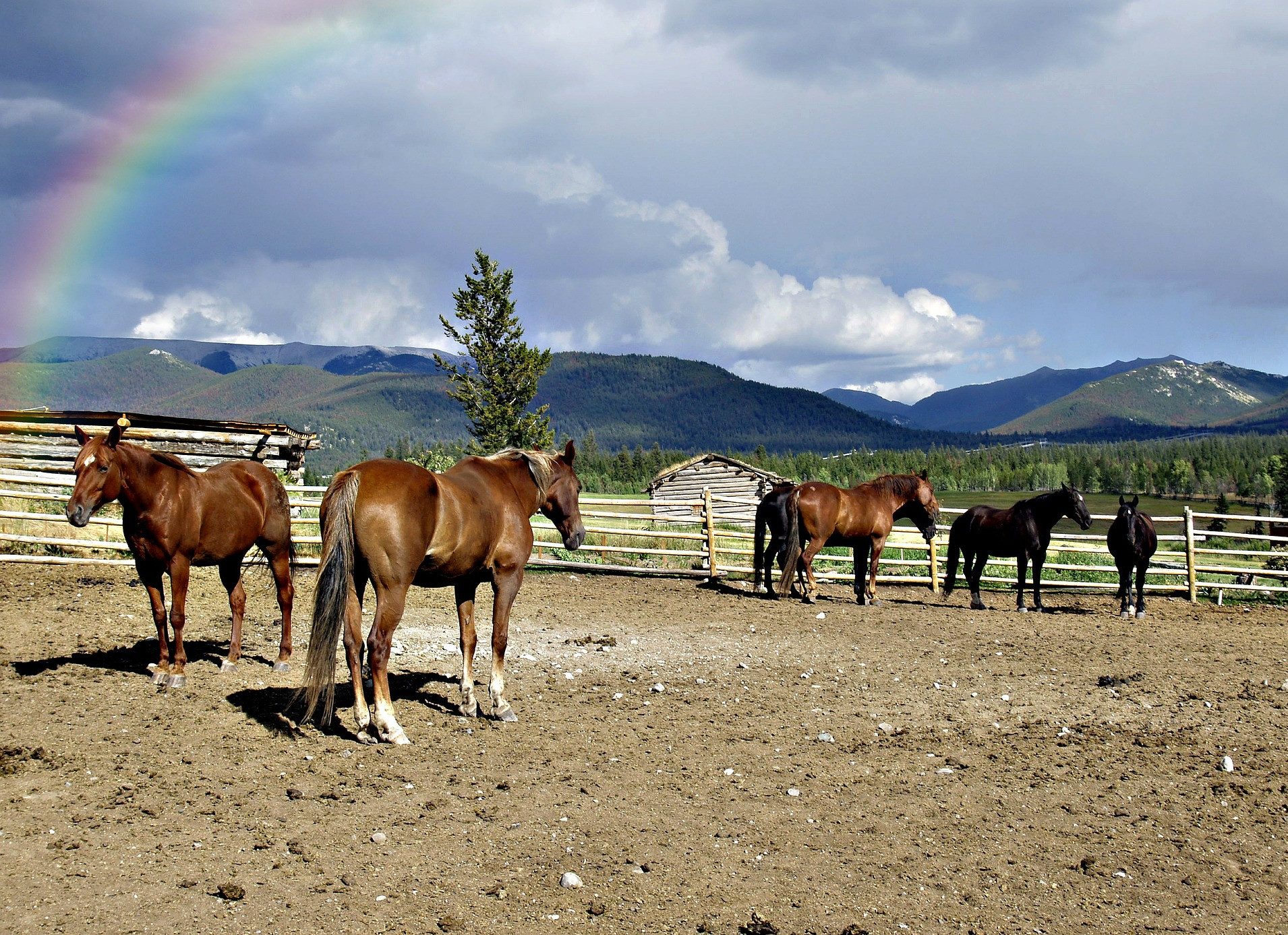 Paarden in Saskatchewan in Canada