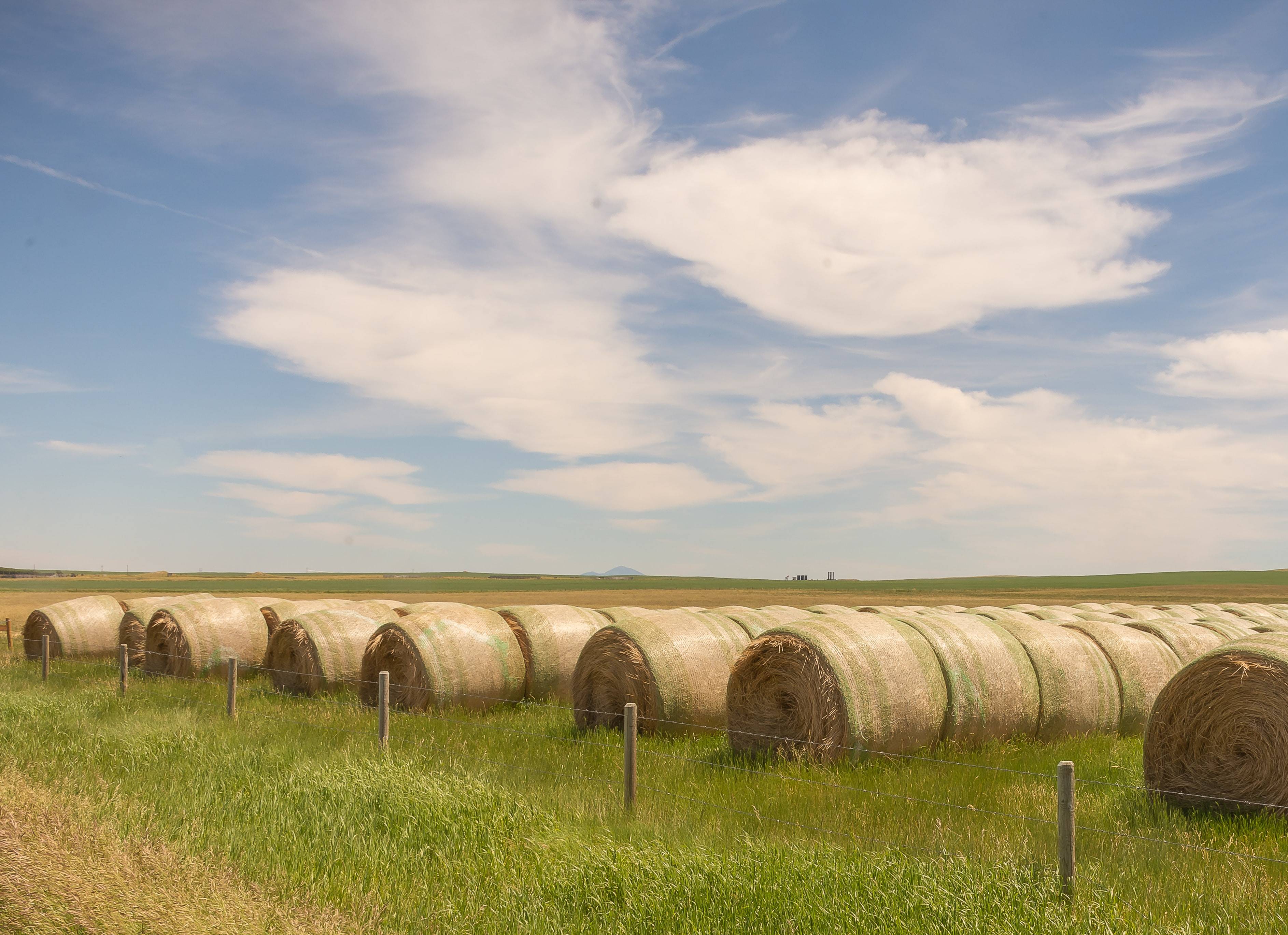 Grasvelden in Saskatchewan in Canada