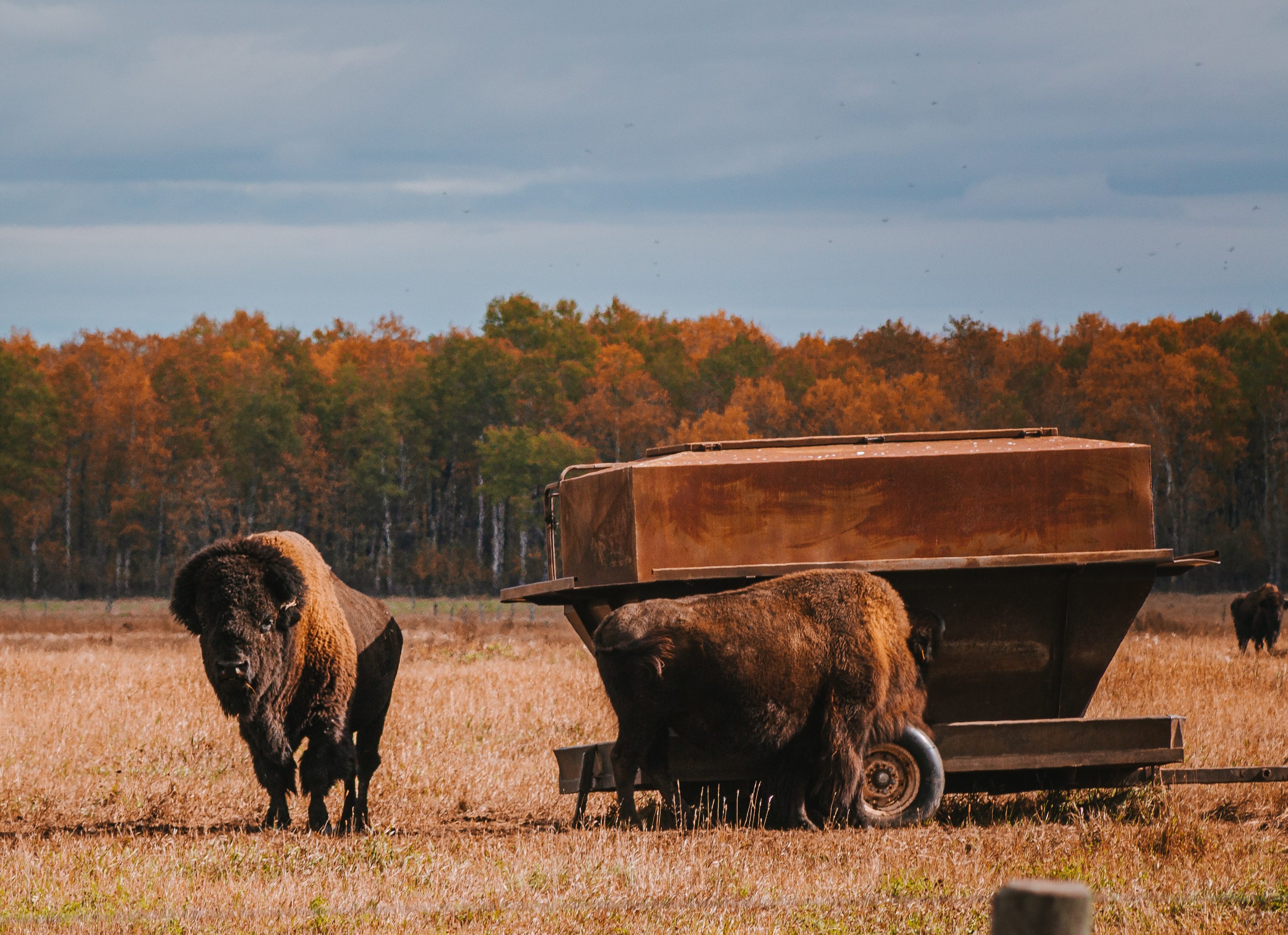 Bizons in Saskatchewan in Canada