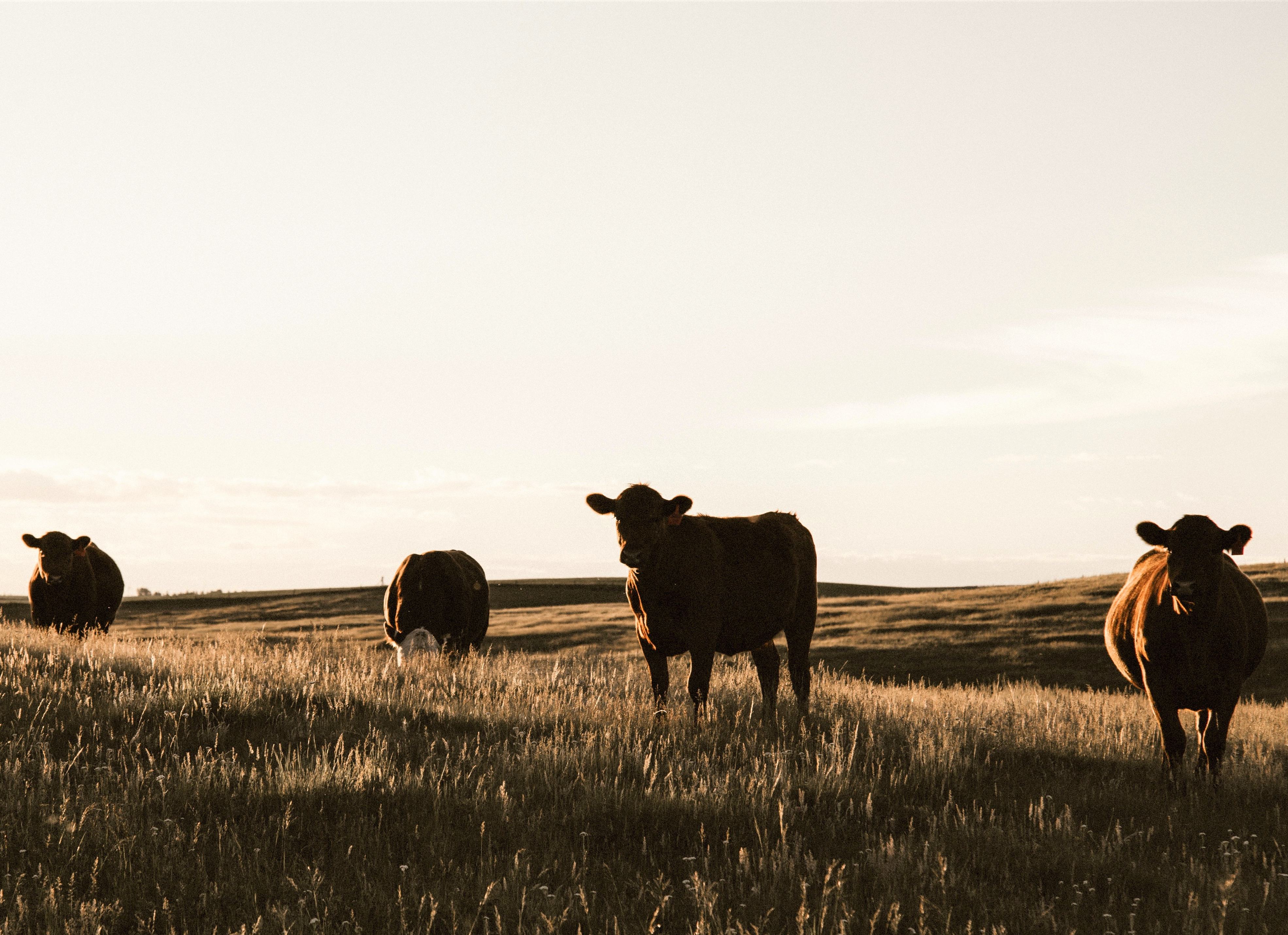 Koeien in Saskatchewan in Canada