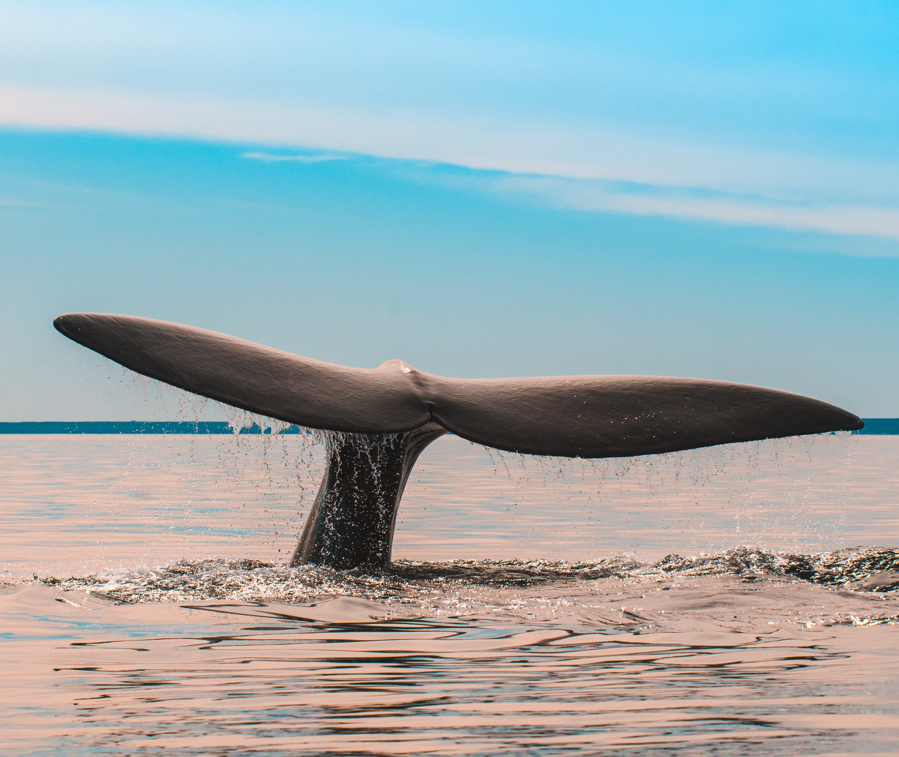 Walvissen spotten bij Peninsula Valdes in Argentinie