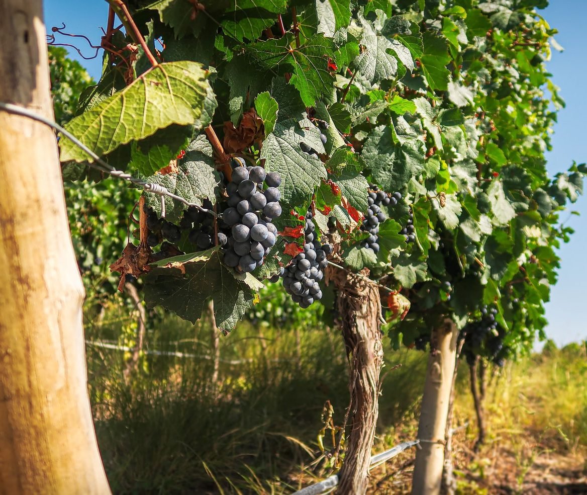 Druiven in de wijnvelden van Mendoza, Argentinie