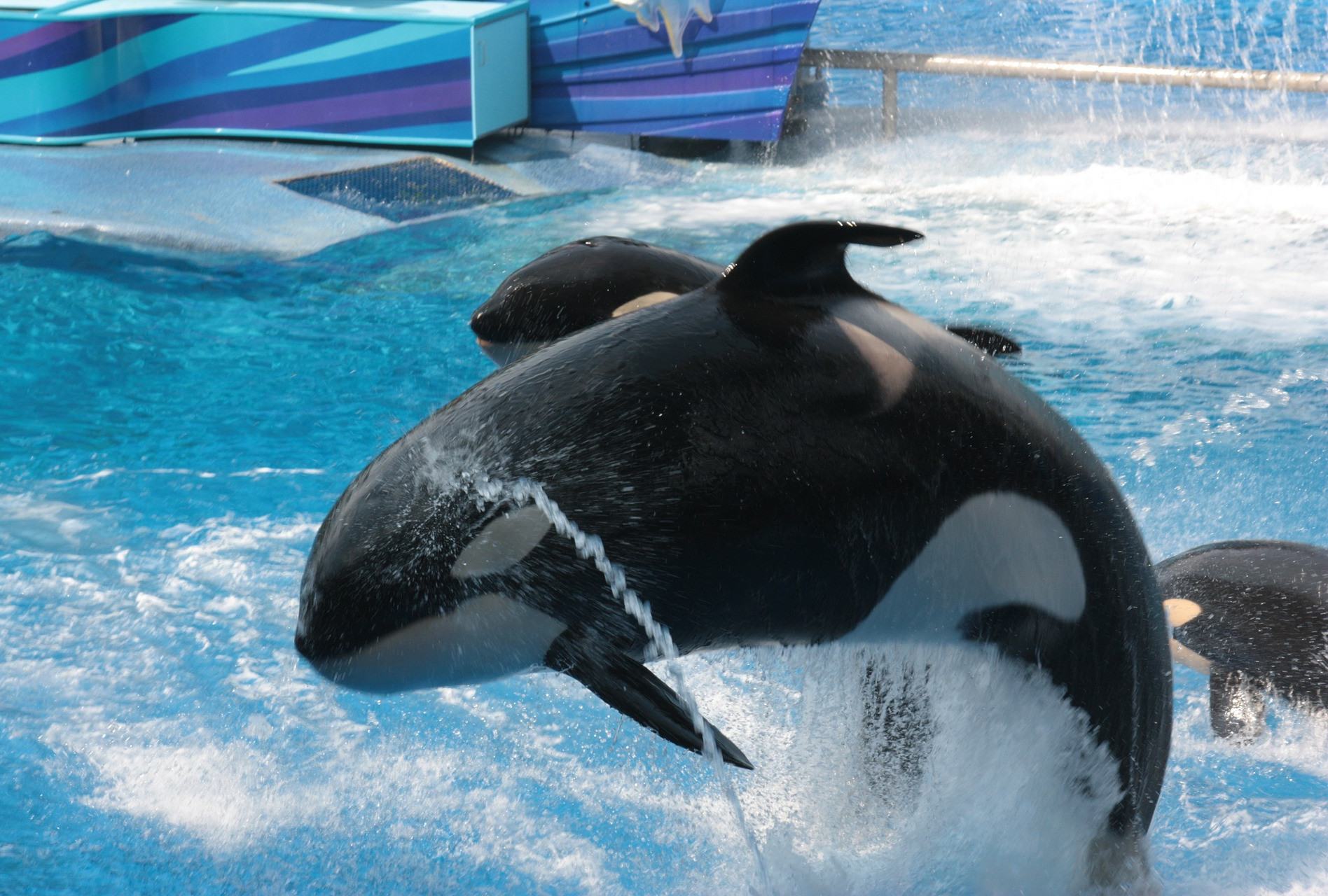 Orka-show in Seaworld in Orlando, Amerika