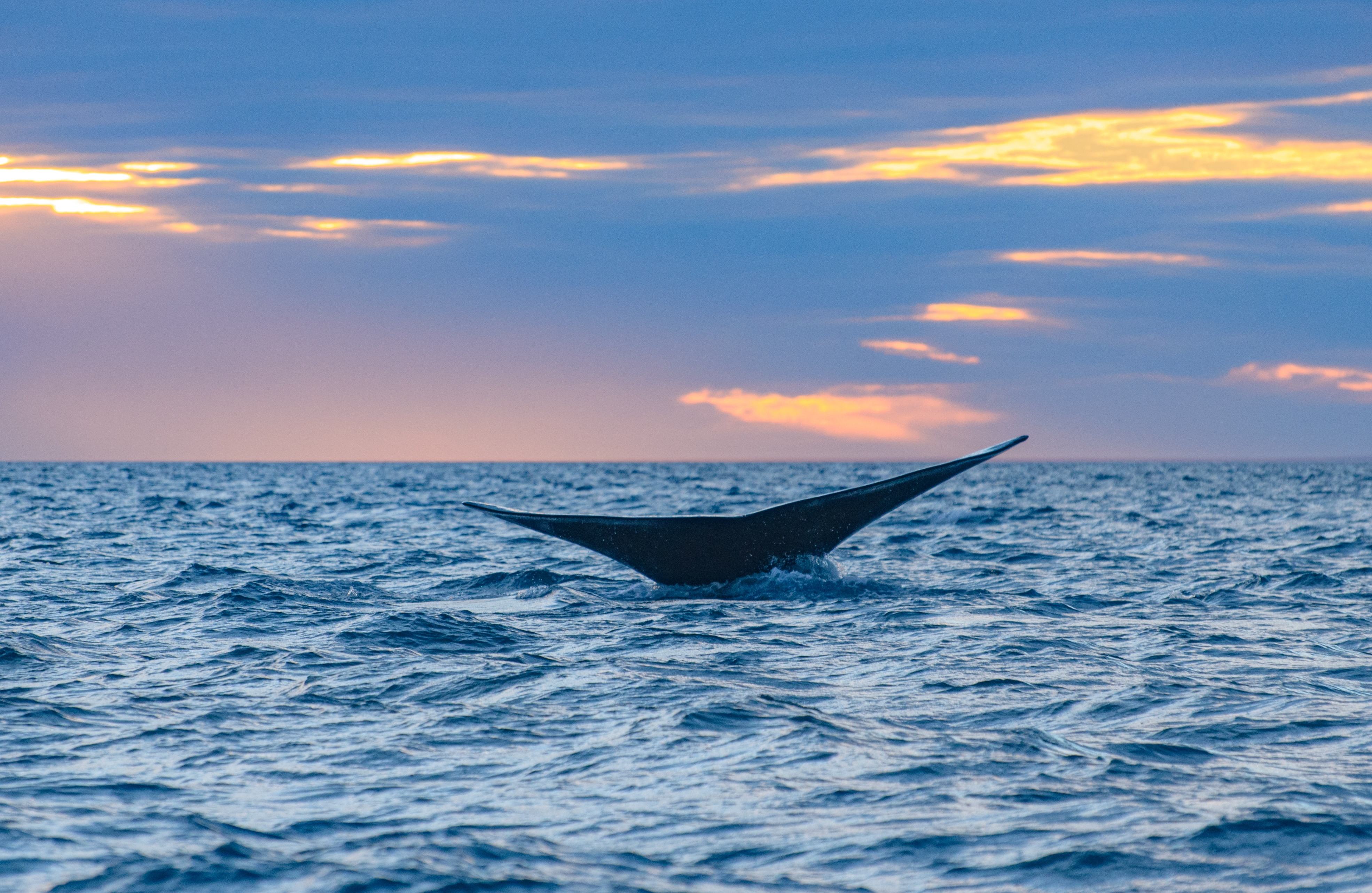 Een walvis gespot bij Peninsula Valdes, Argentinie