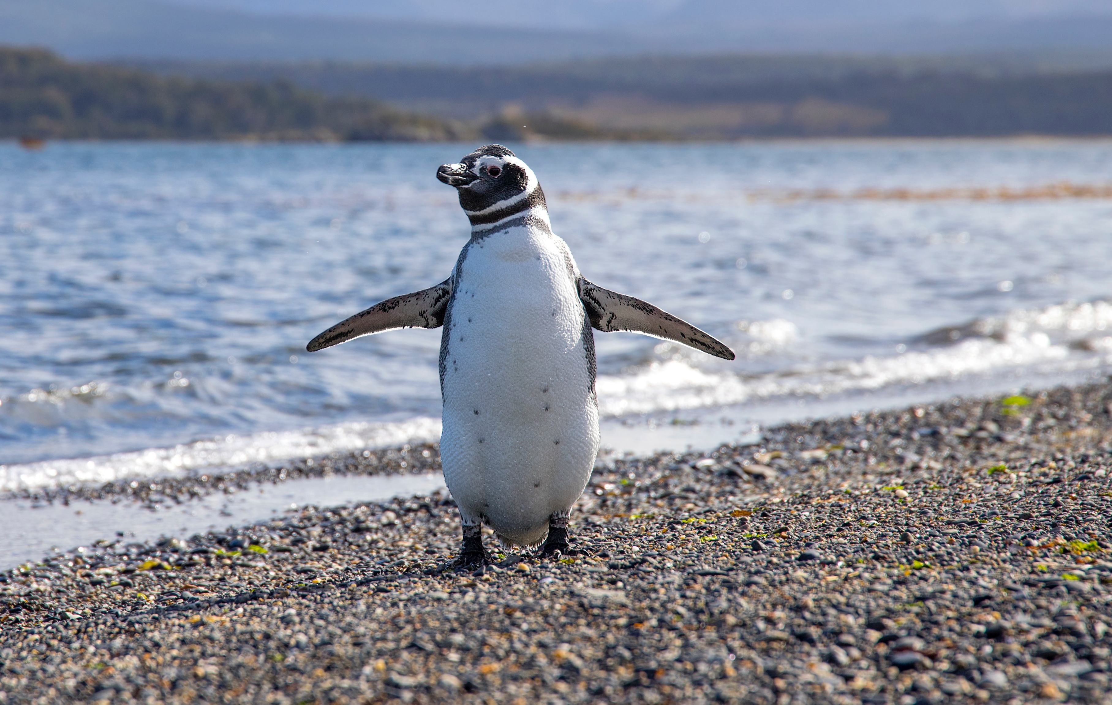 Een pinguïn gespot bij Ushuaia, Argentinie