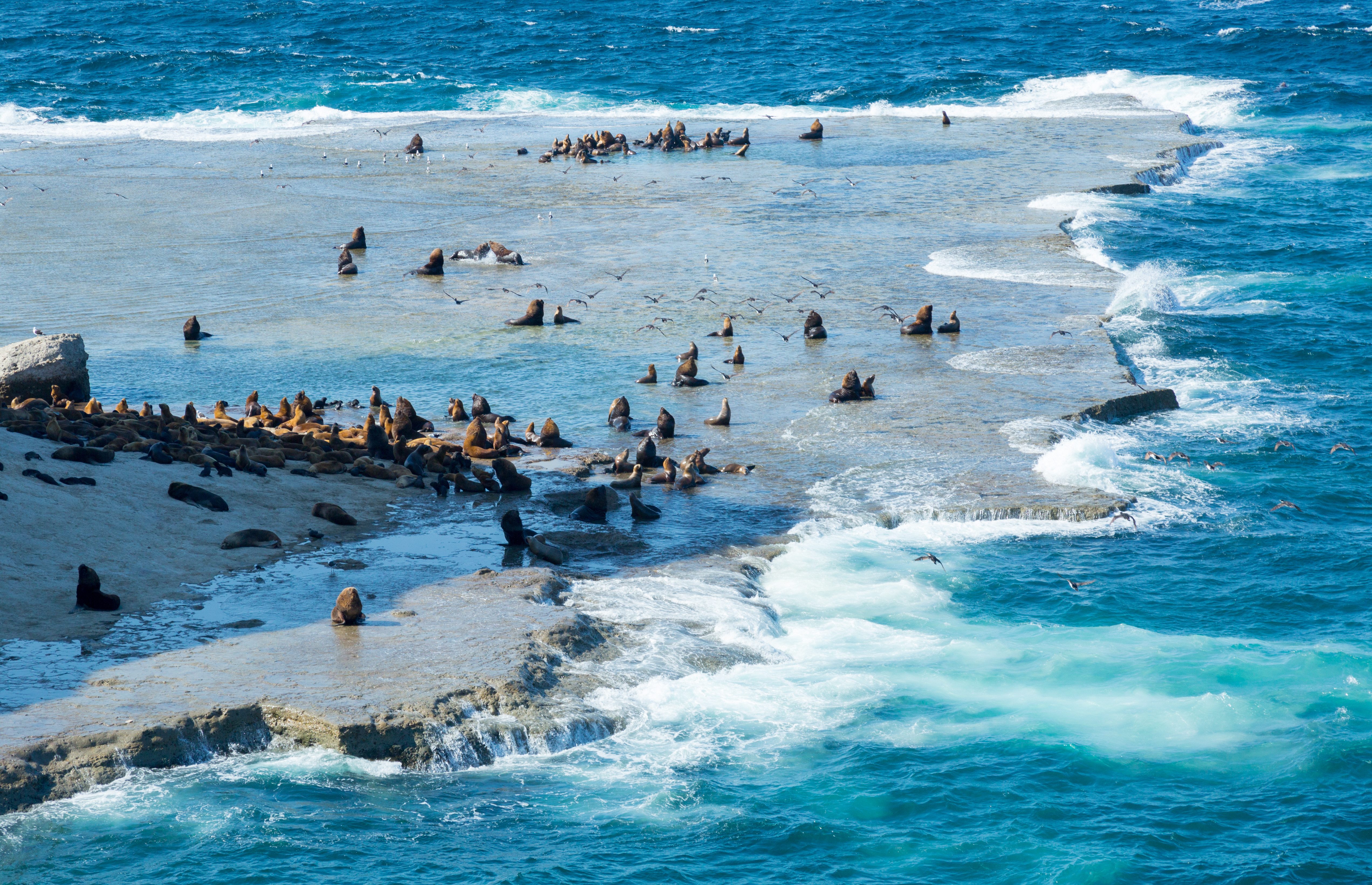 Honderden zeehonden op het schiereiland Peninsula Valdes, Argentinie